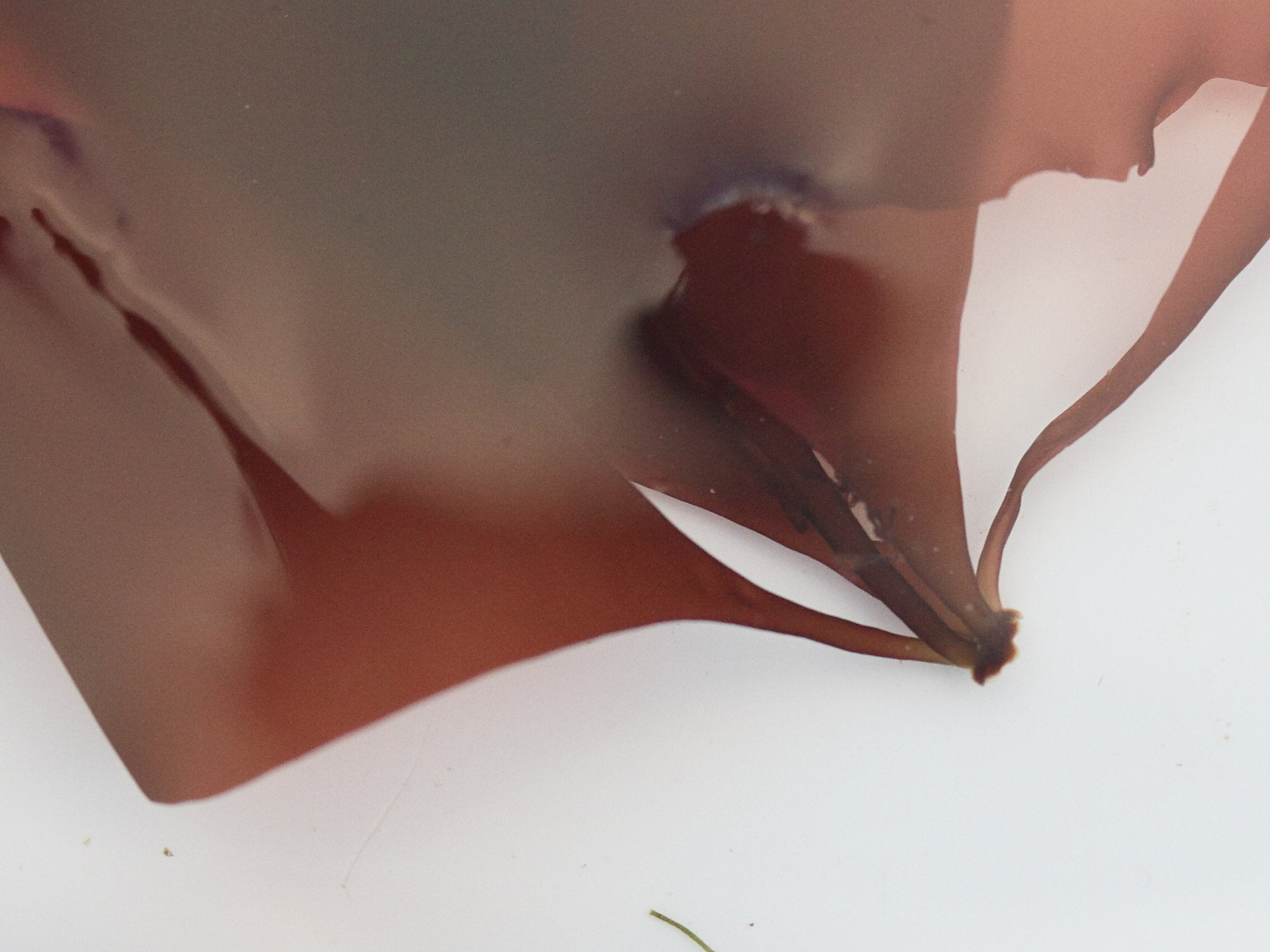 grateloupia_turuturu2md