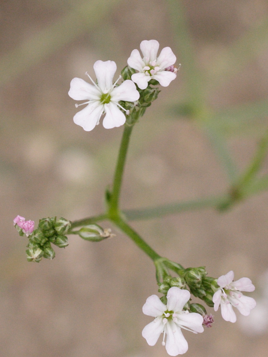 Afficher le média gypsophila_scorzonerifolia2md gypsophila_scorzonerifolia2md