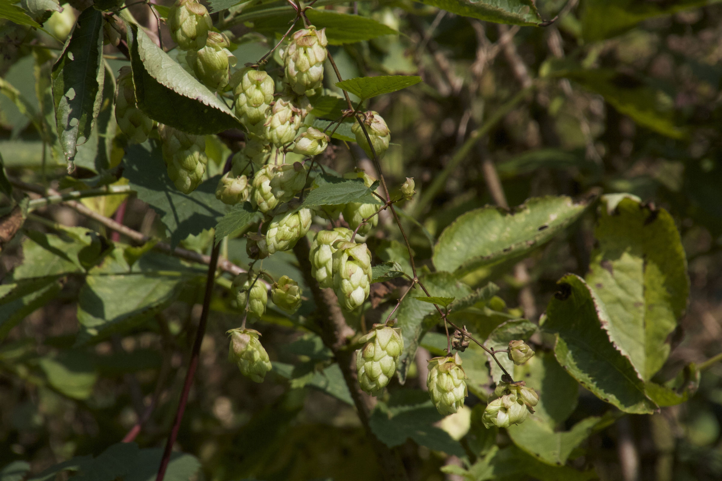 humulus_lupulus8md