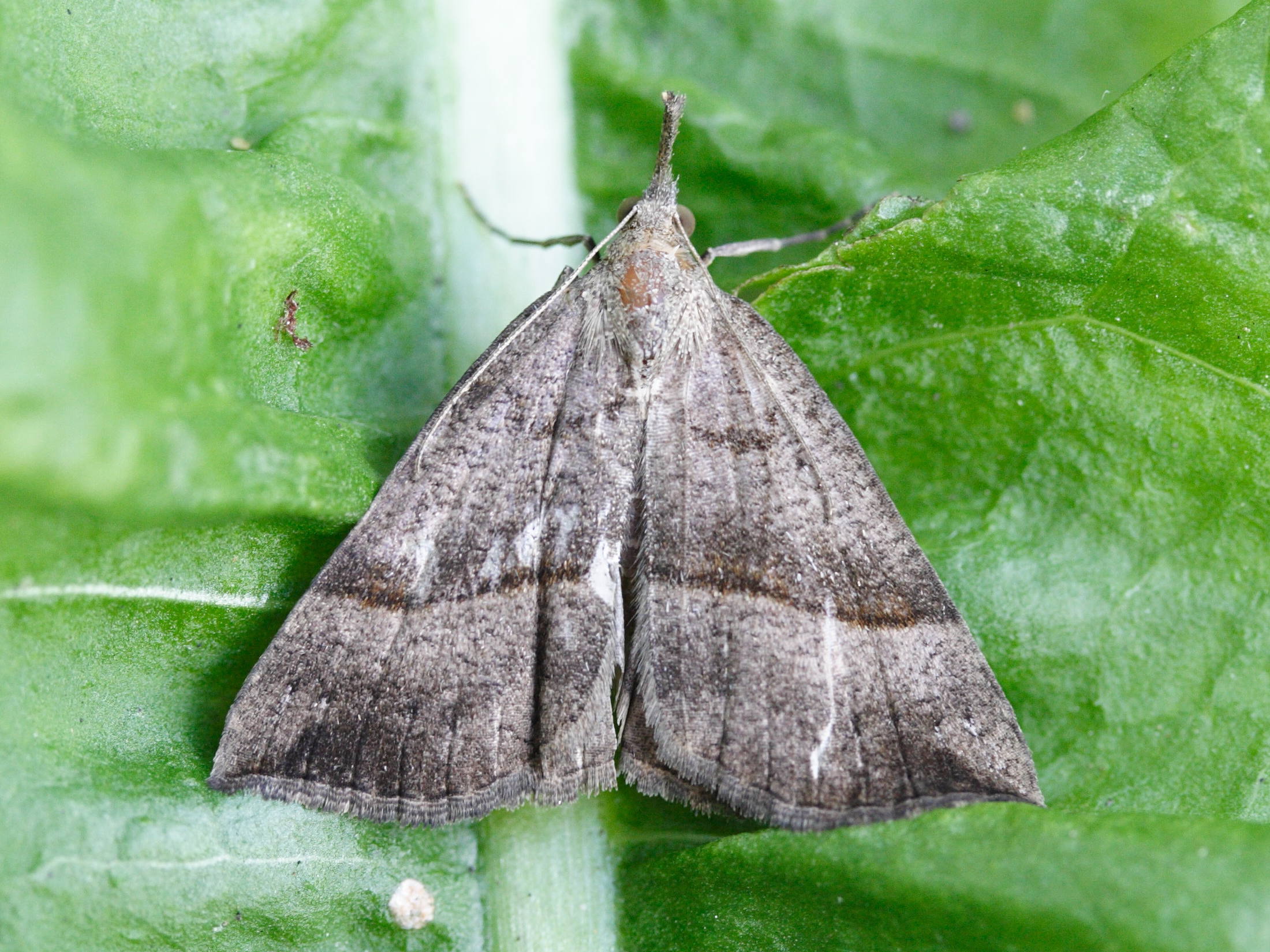 hypena_proboscidalis1bd