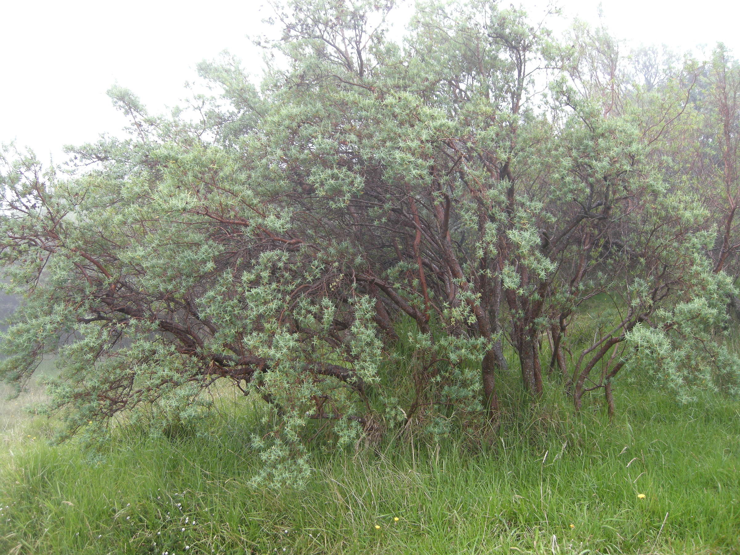 hypericum_lanceolatum1md