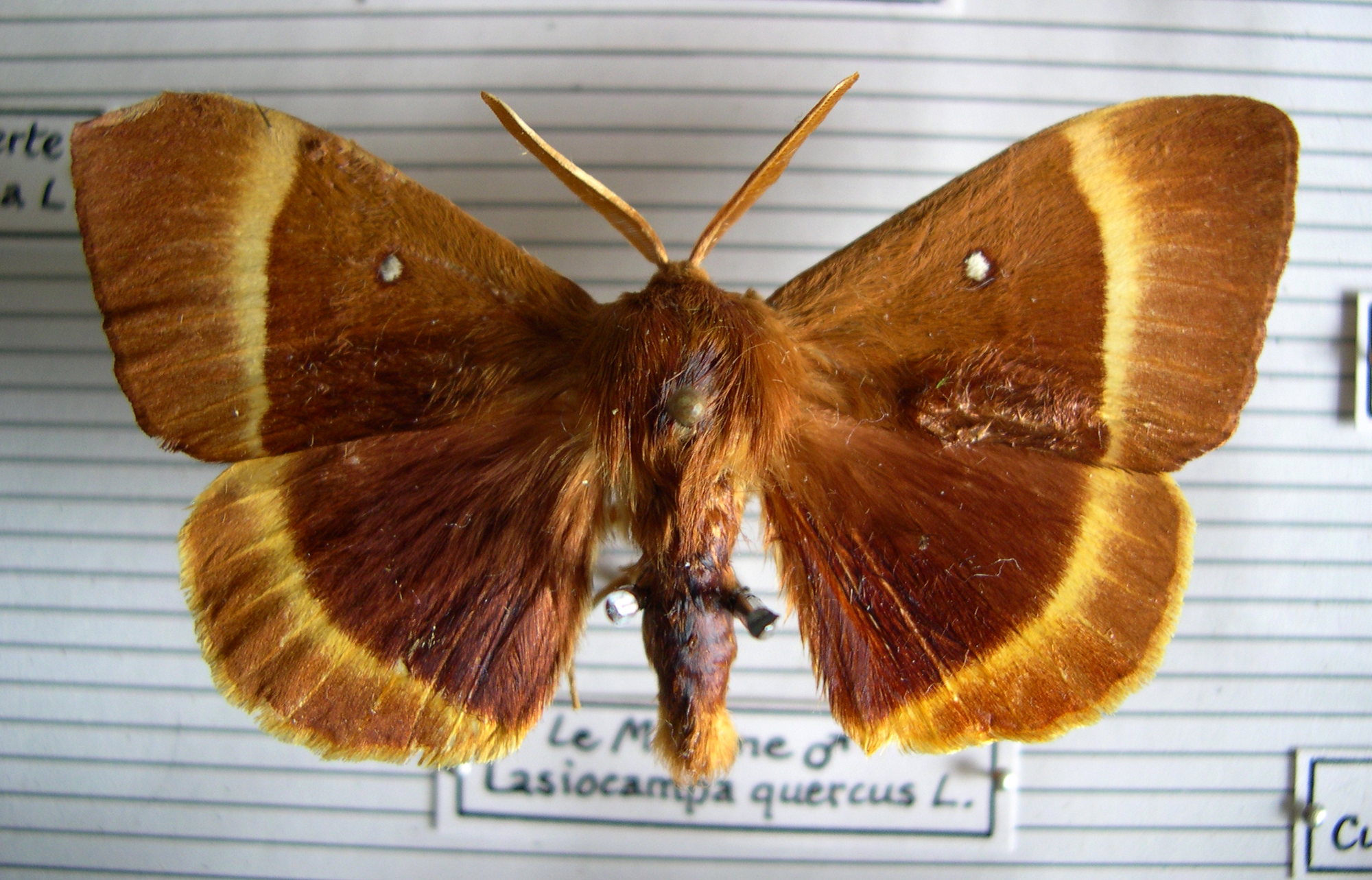 lasiocampa_quercus1md