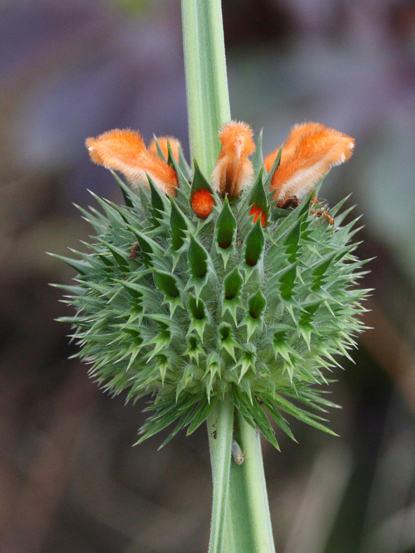 leonotis_nepetifolia4md
