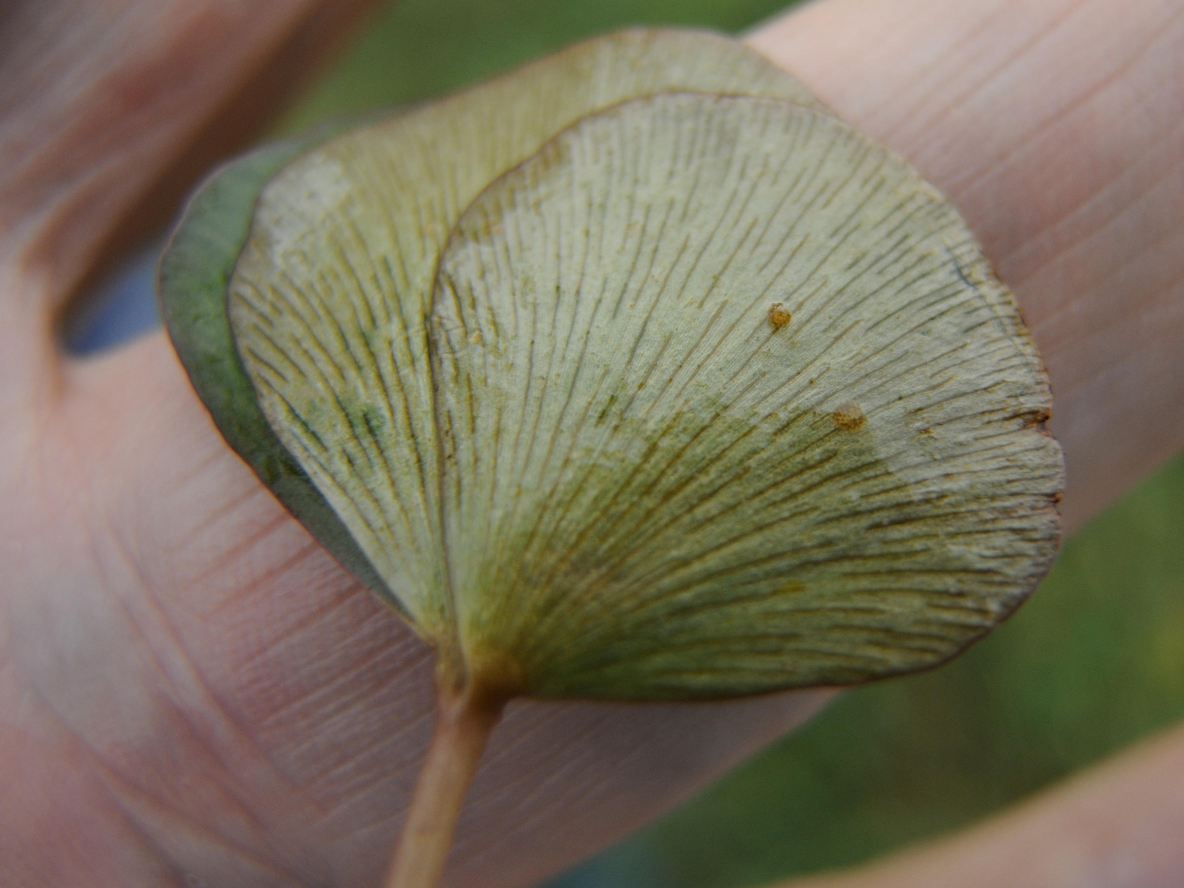 marsilea_quadrifolia2md