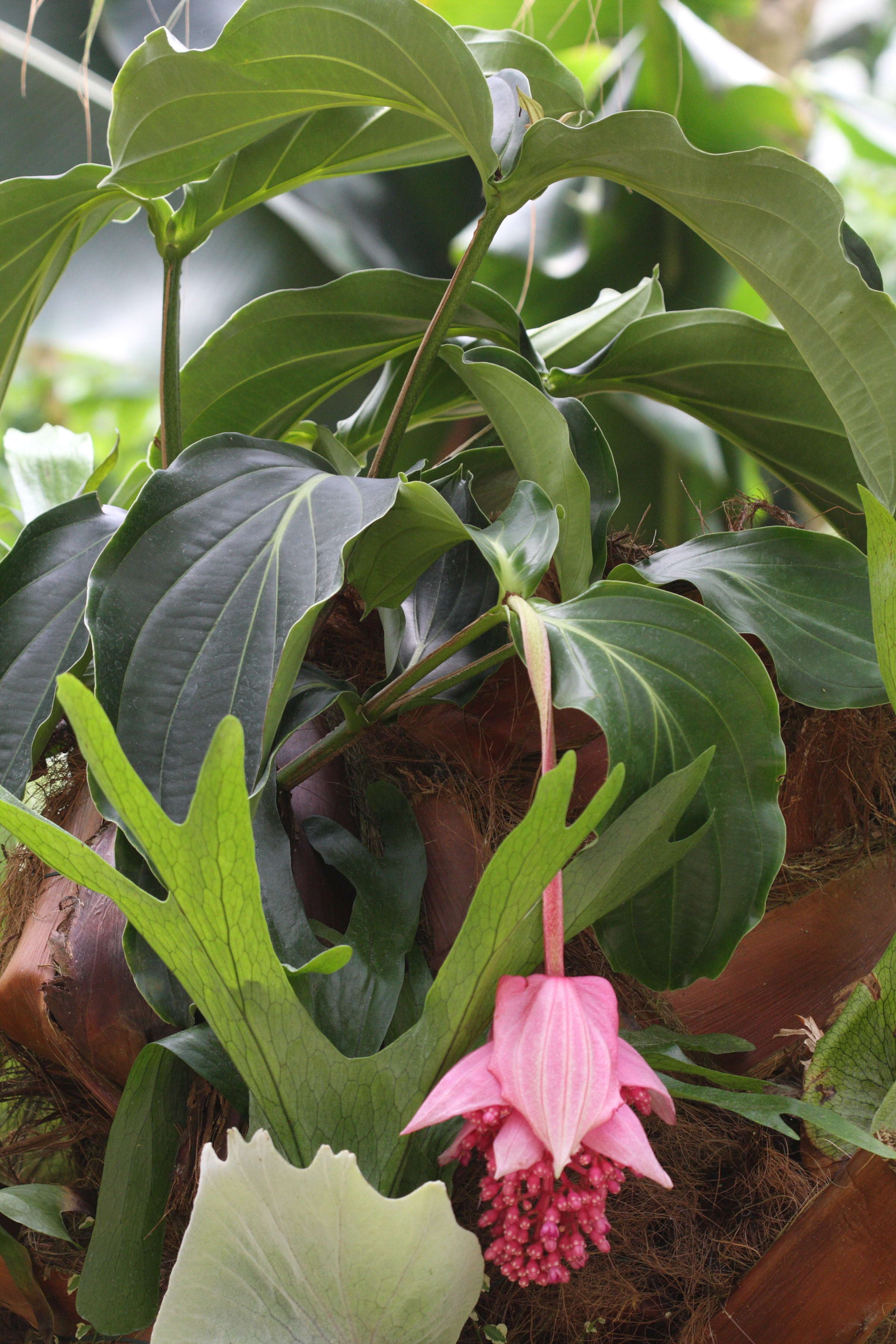 Afficher le média medinilla_magnifica5bd medinilla_magnifica5bd