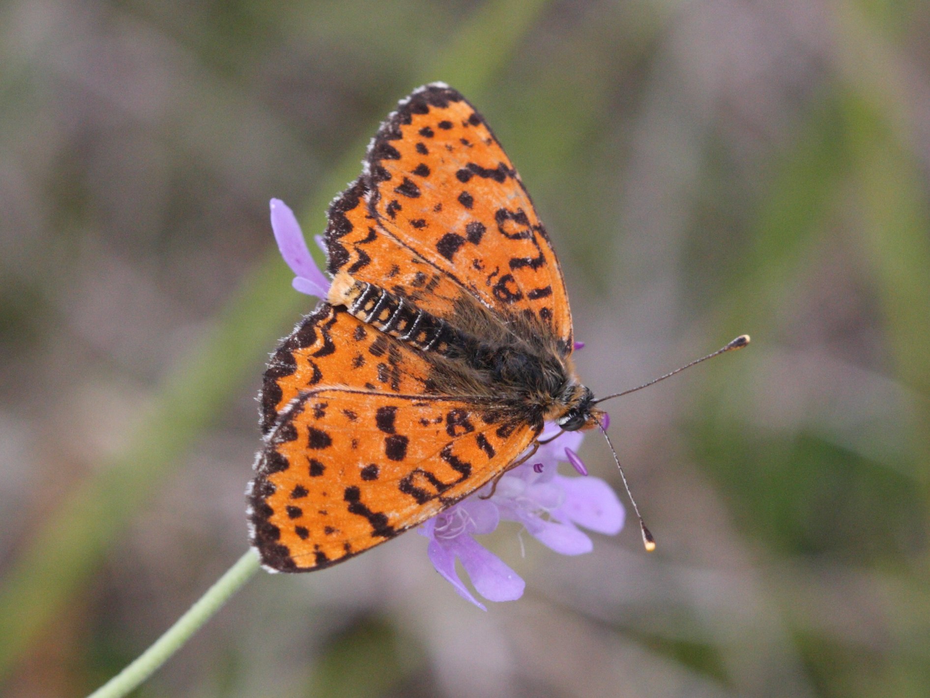 melitaea_didyma1bd