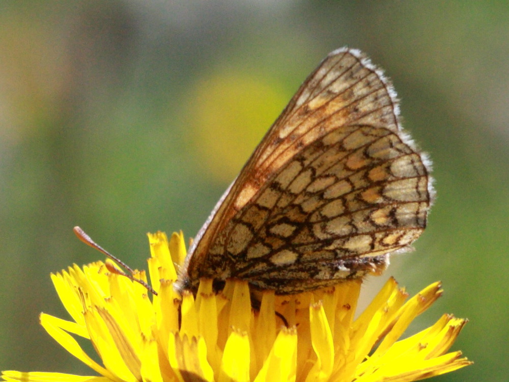 melitaea_varia2bd