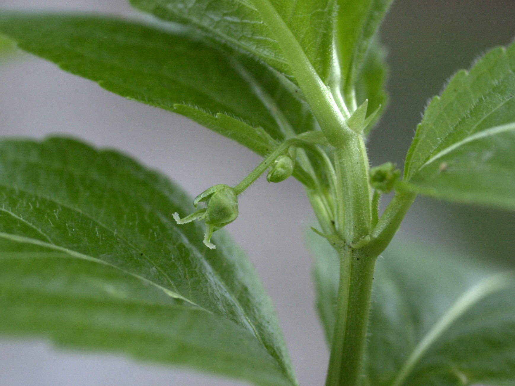 Afficher le média mercurialis_perennis4md mercurialis_perennis4md