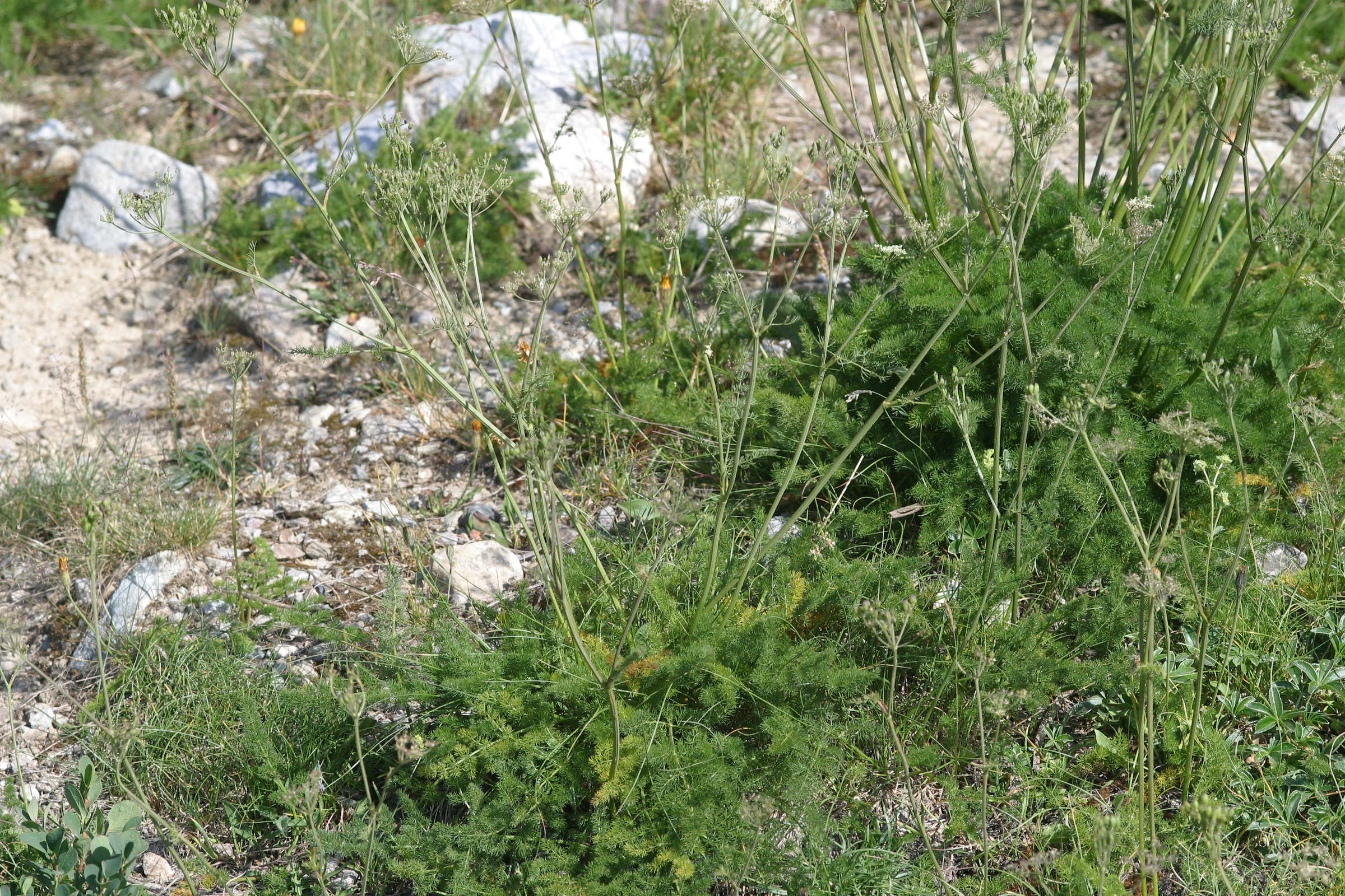 Afficher le média meum_athamanticum1amd meum_athamanticum1amd