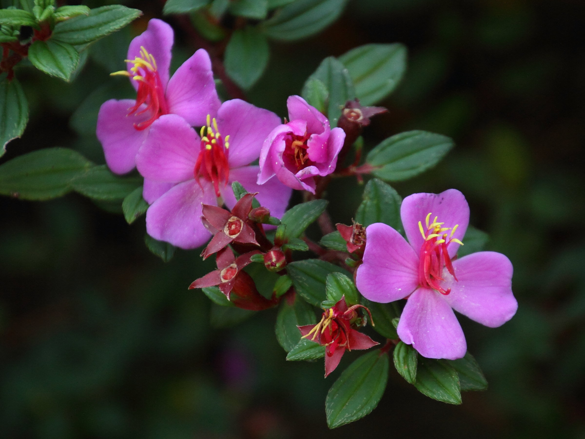 monochaetum_vulcanicum2md