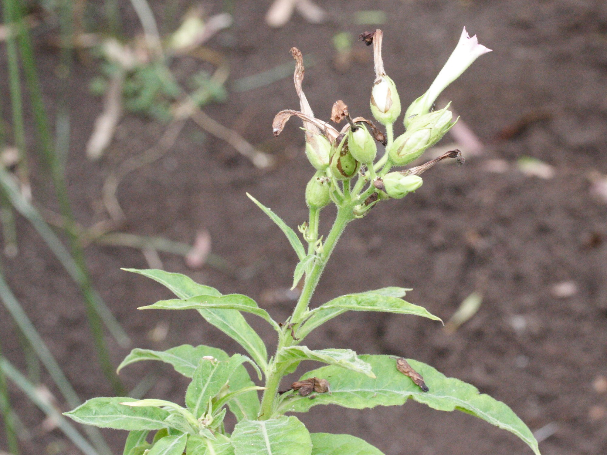 nicotiana_tabacum2md