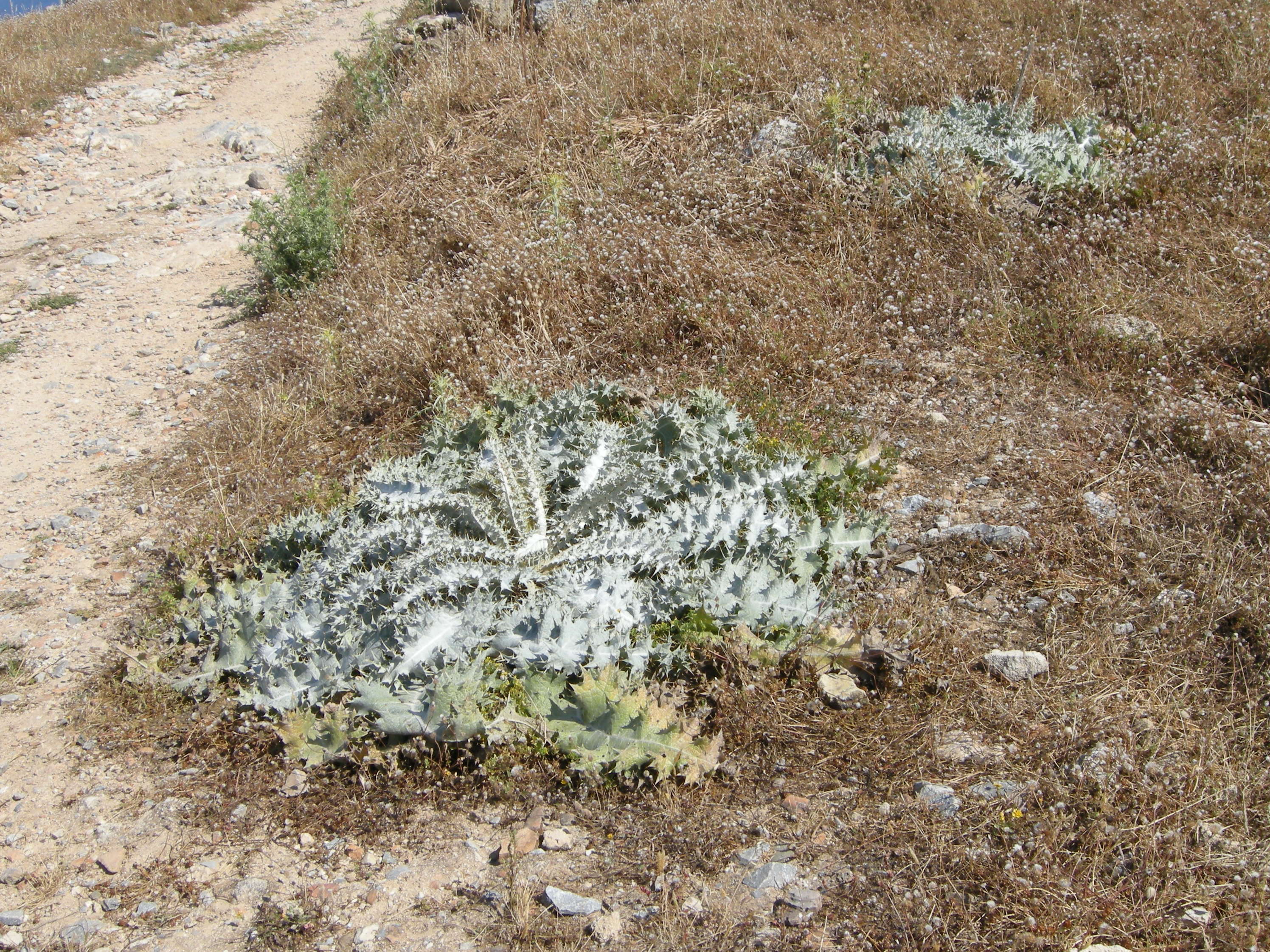 Afficher le média onopordum_bracteatum1md onopordum_bracteatum1md