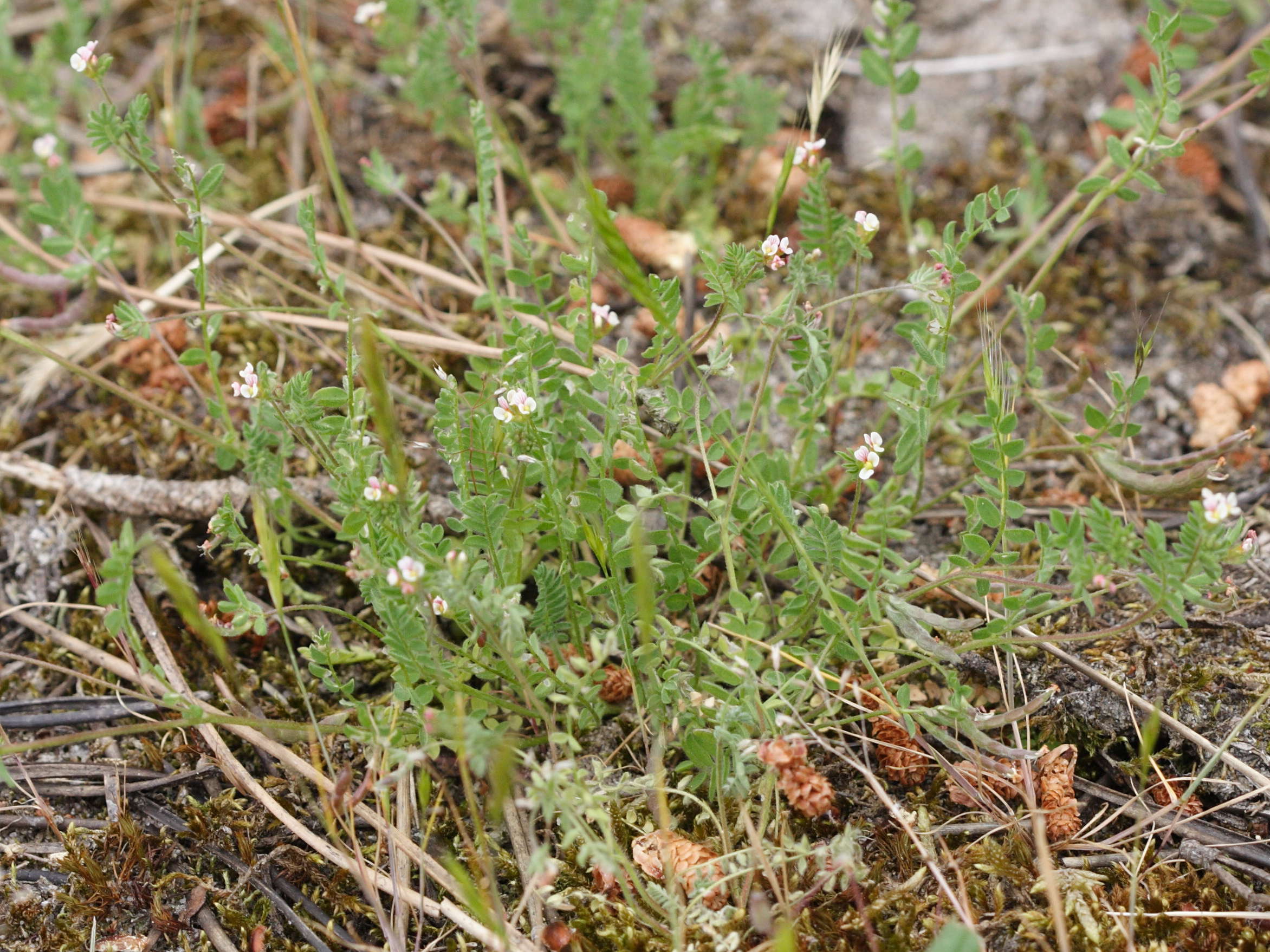 Ornithopus_perpusillus