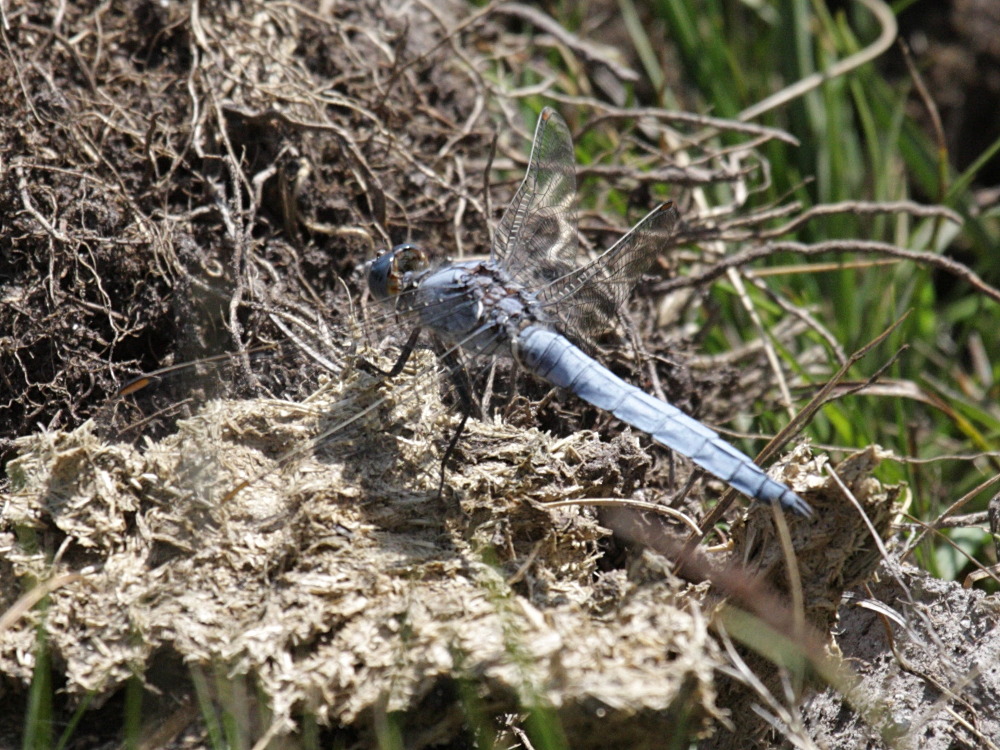 orthetrum_brunneum5bd