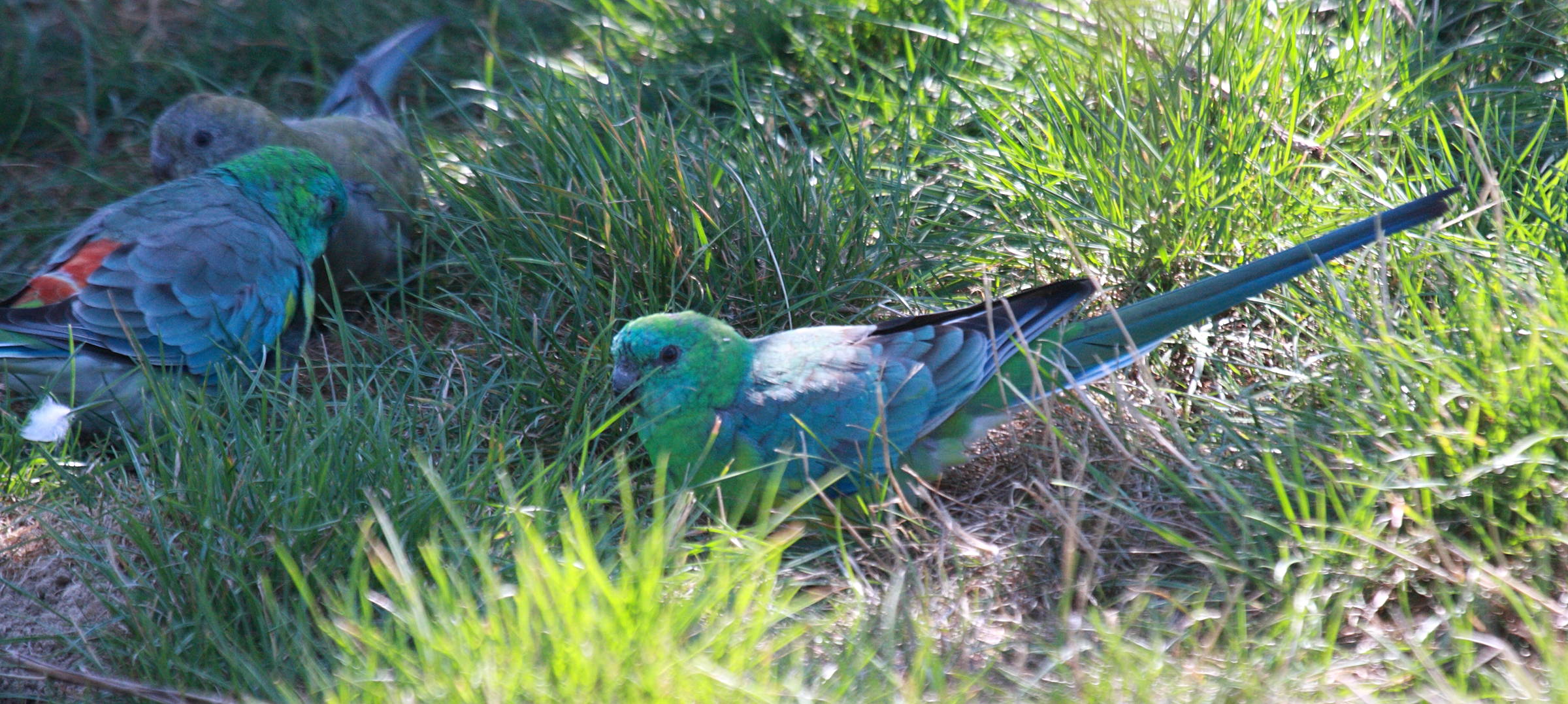 perruche_a_croupion_rouge_-_psephotus_haematonotus1bd