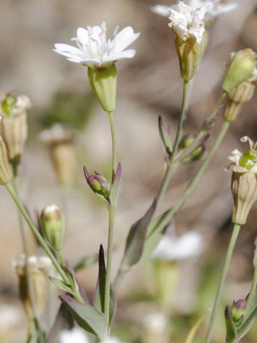 petrocoptis_pyrenaica3md