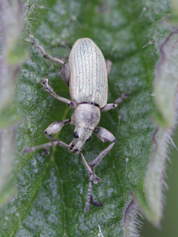 Afficher le média phyllobius_pomaceus2bd phyllobius_pomaceus2bd