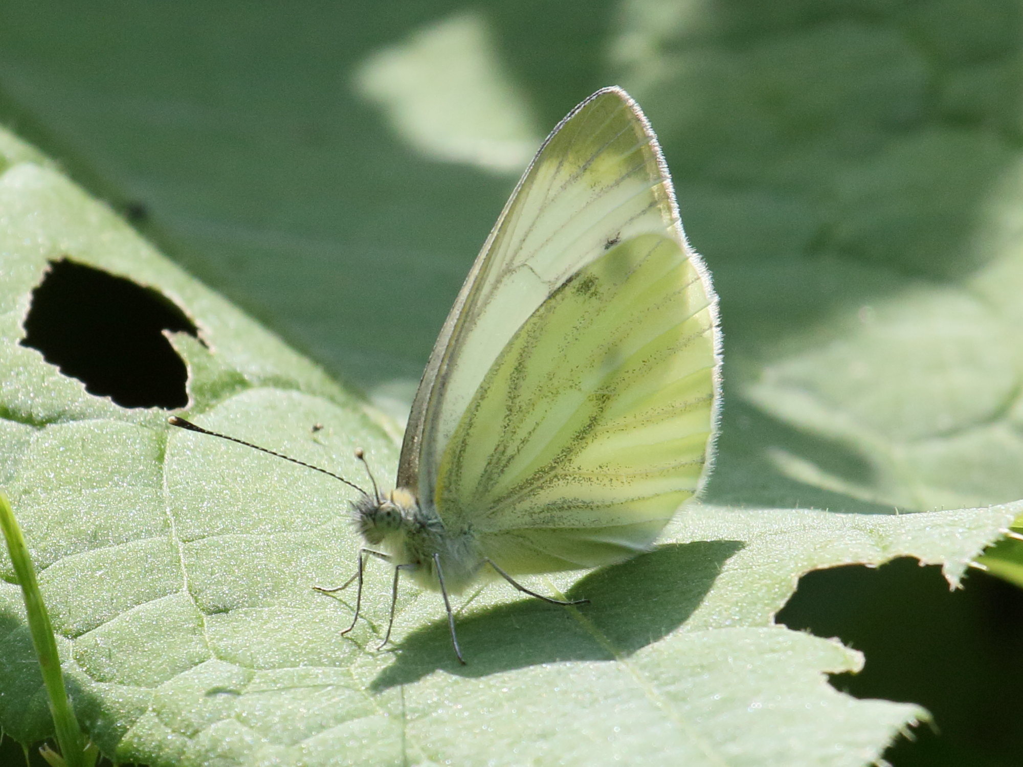 pieris_rapae5bd