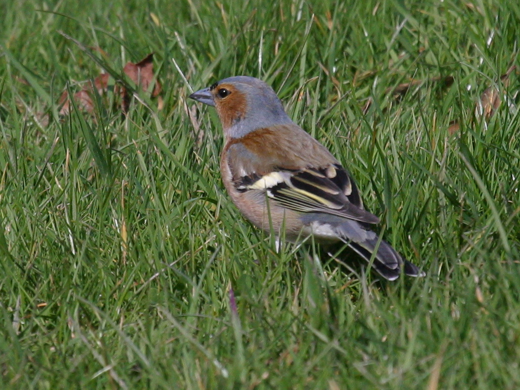 pinson_des_arbres_-_fringilla_coelebs4bd