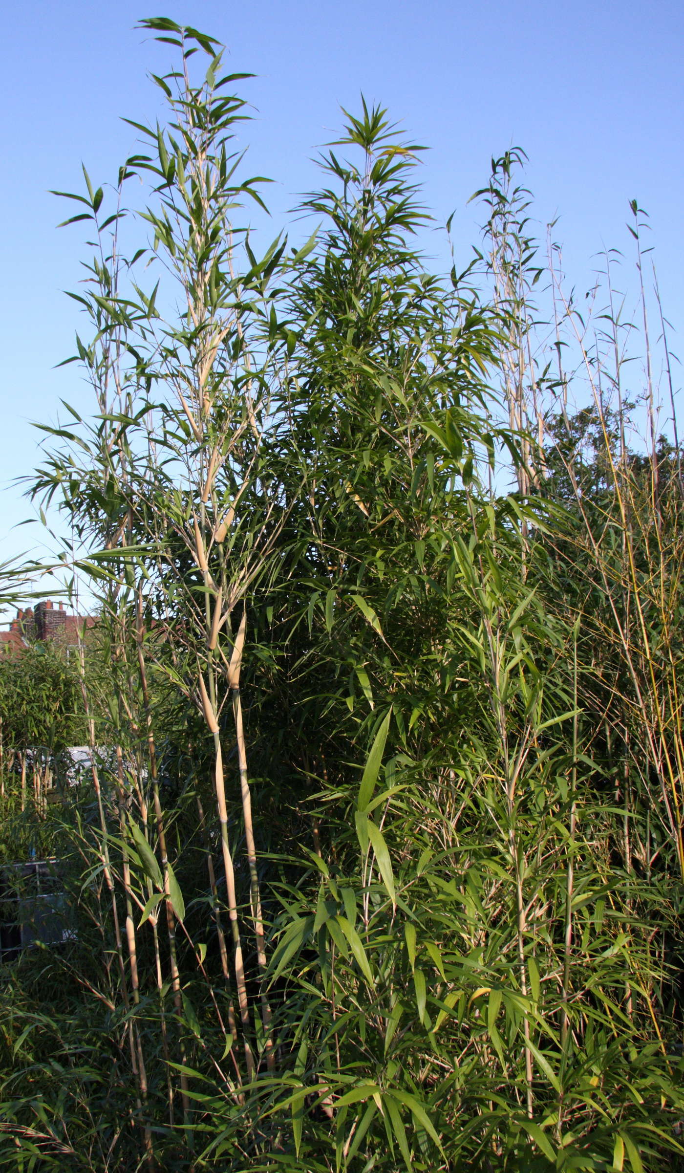 pleioblastus_simonii2md