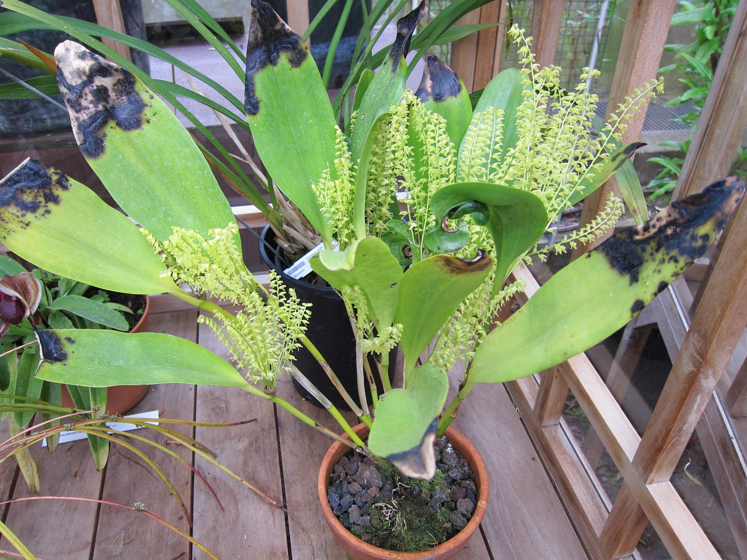 Afficher le média pleurothallis_gelida1bd pleurothallis_gelida1bd