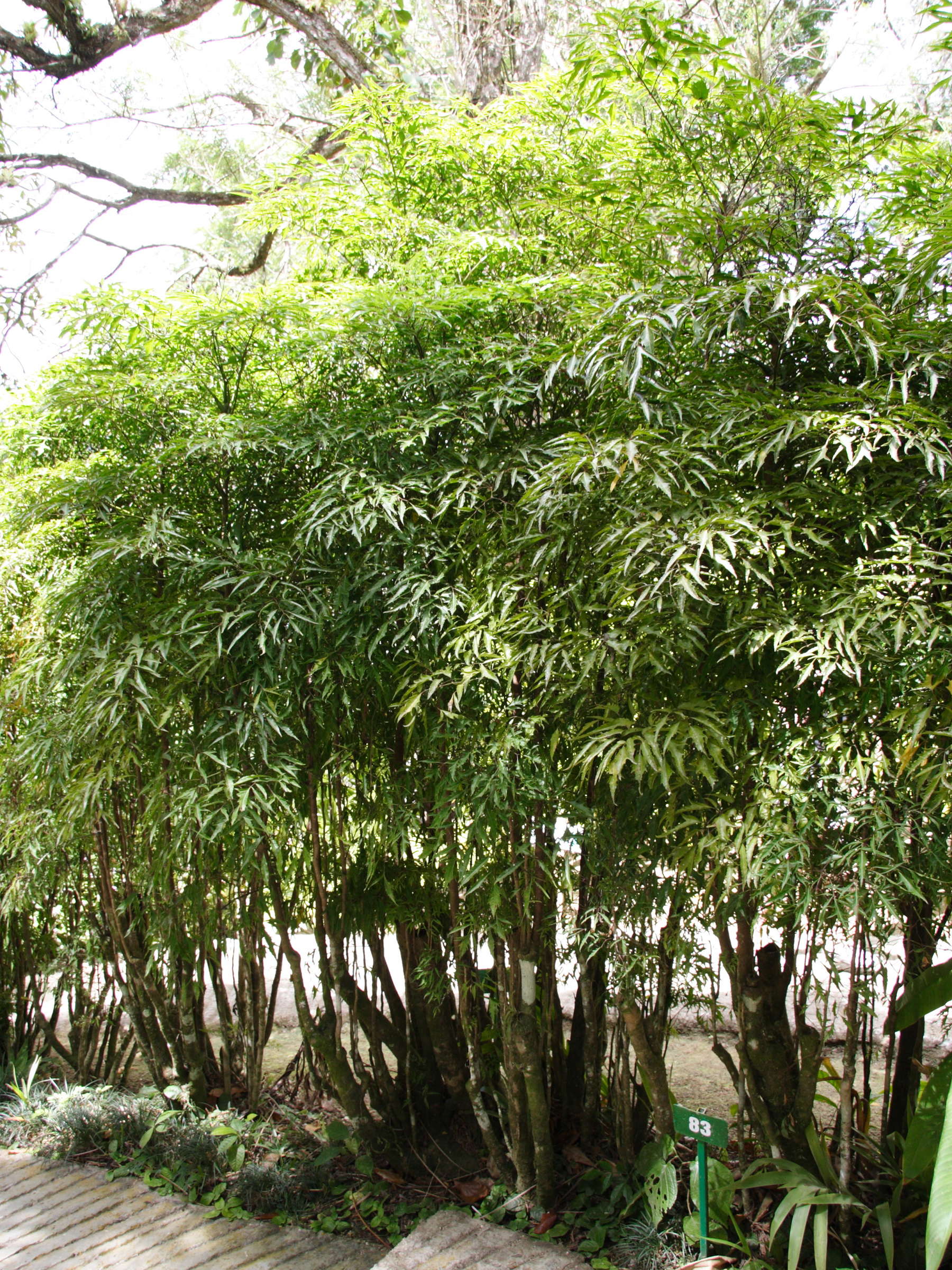 polyscias_fruticosa1md
