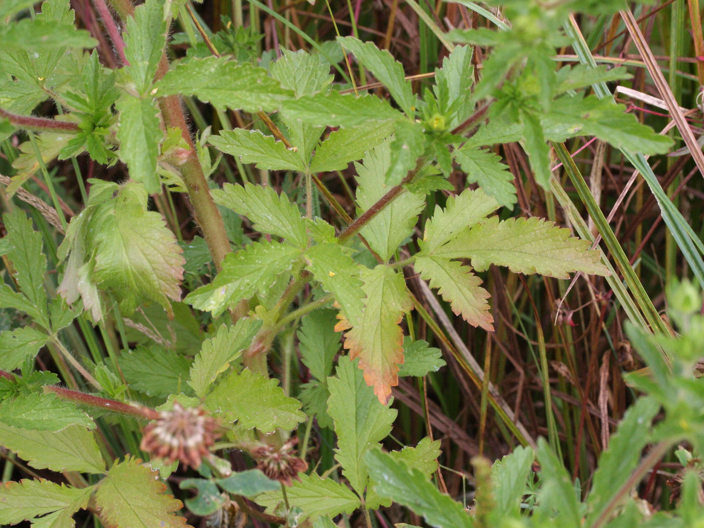 potentilla_norvegica2md