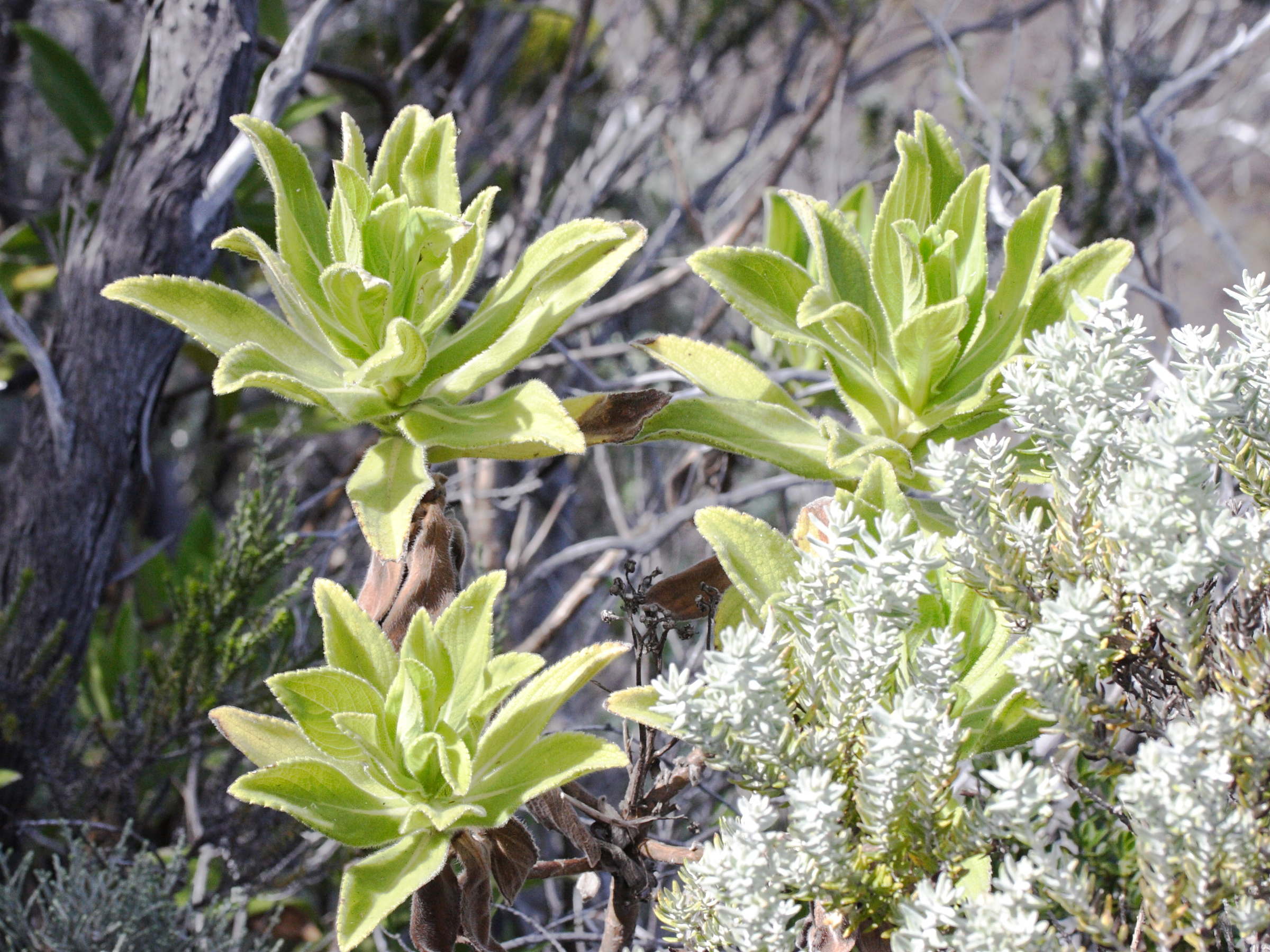 psiadia_anchusifolia1md