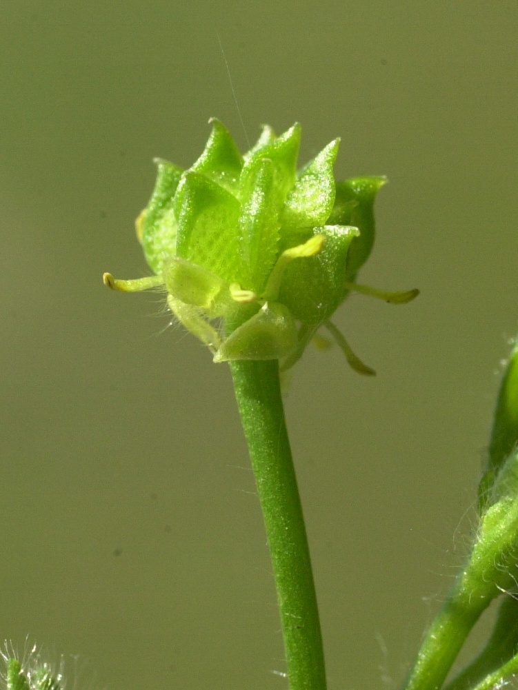 Afficher le média ranunculus_parviflorus4md ranunculus_parviflorus4md