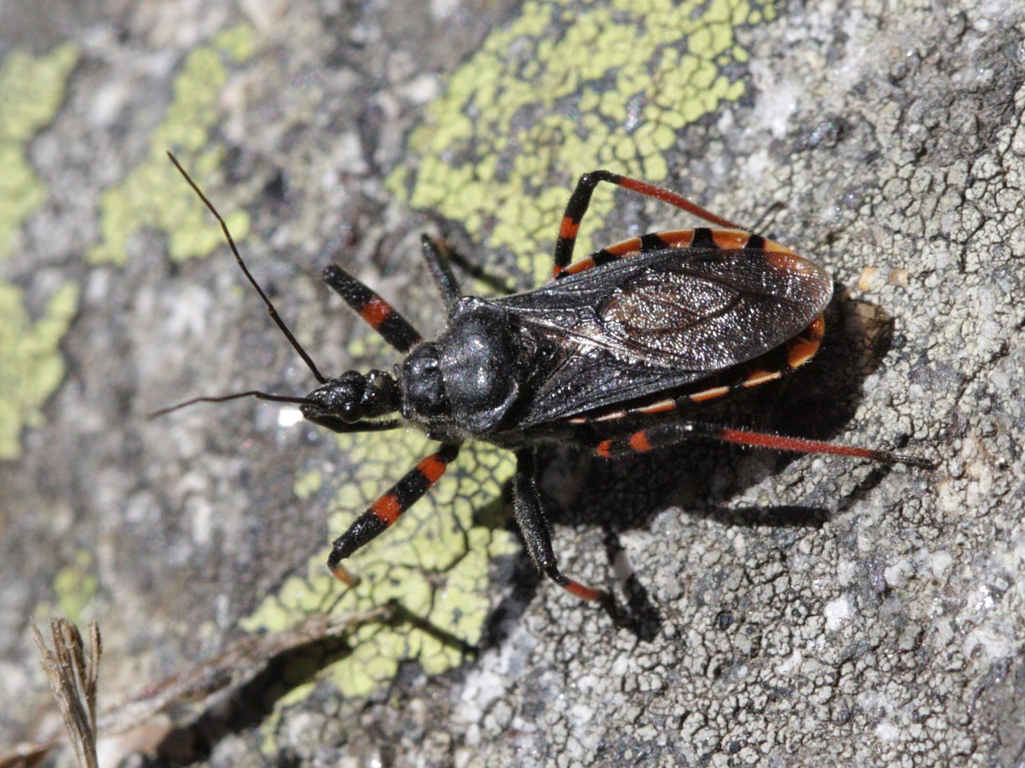 rhynocoris_annulatus1bd