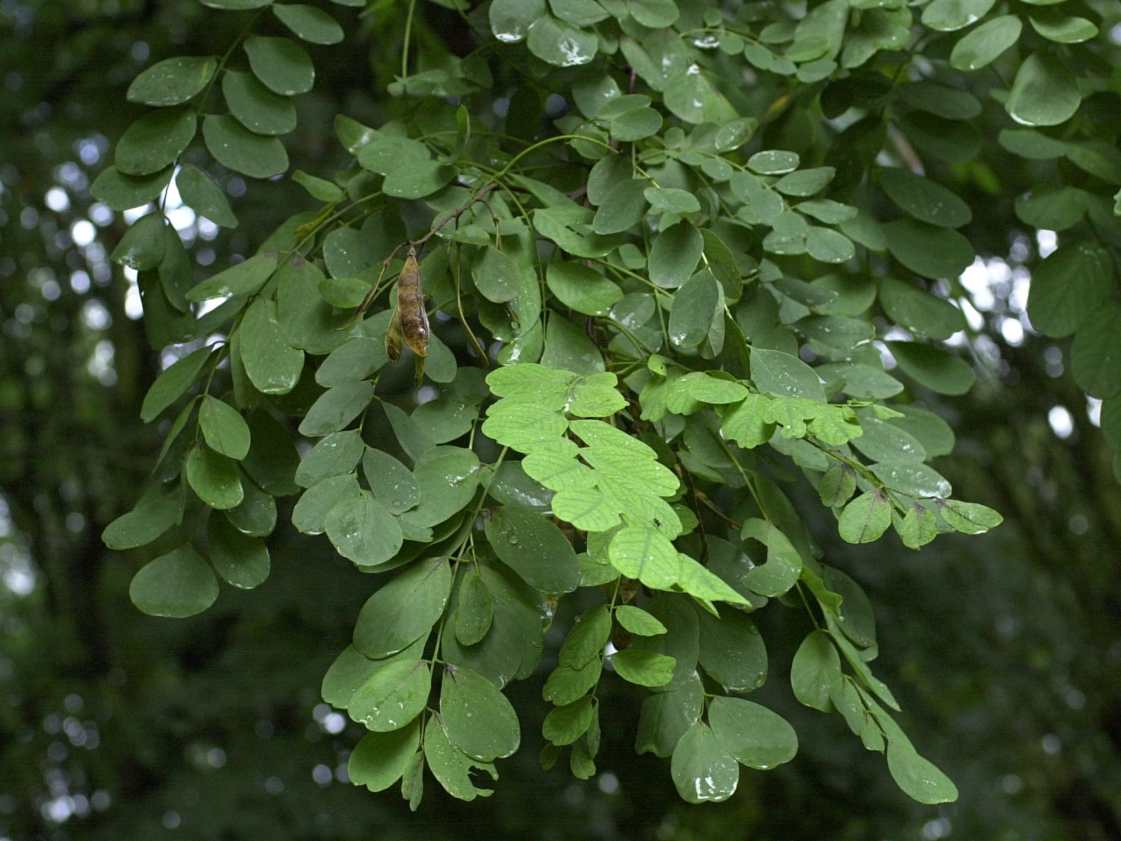 Afficher le média Robinia_pseudoacacia Robinia_pseudoacacia