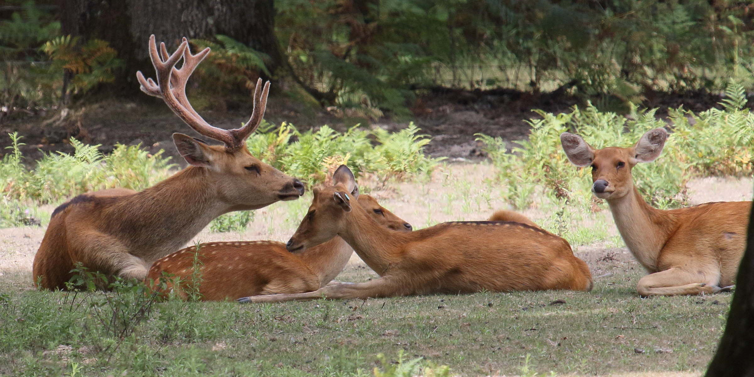 rucervus_duvaucelii5bd