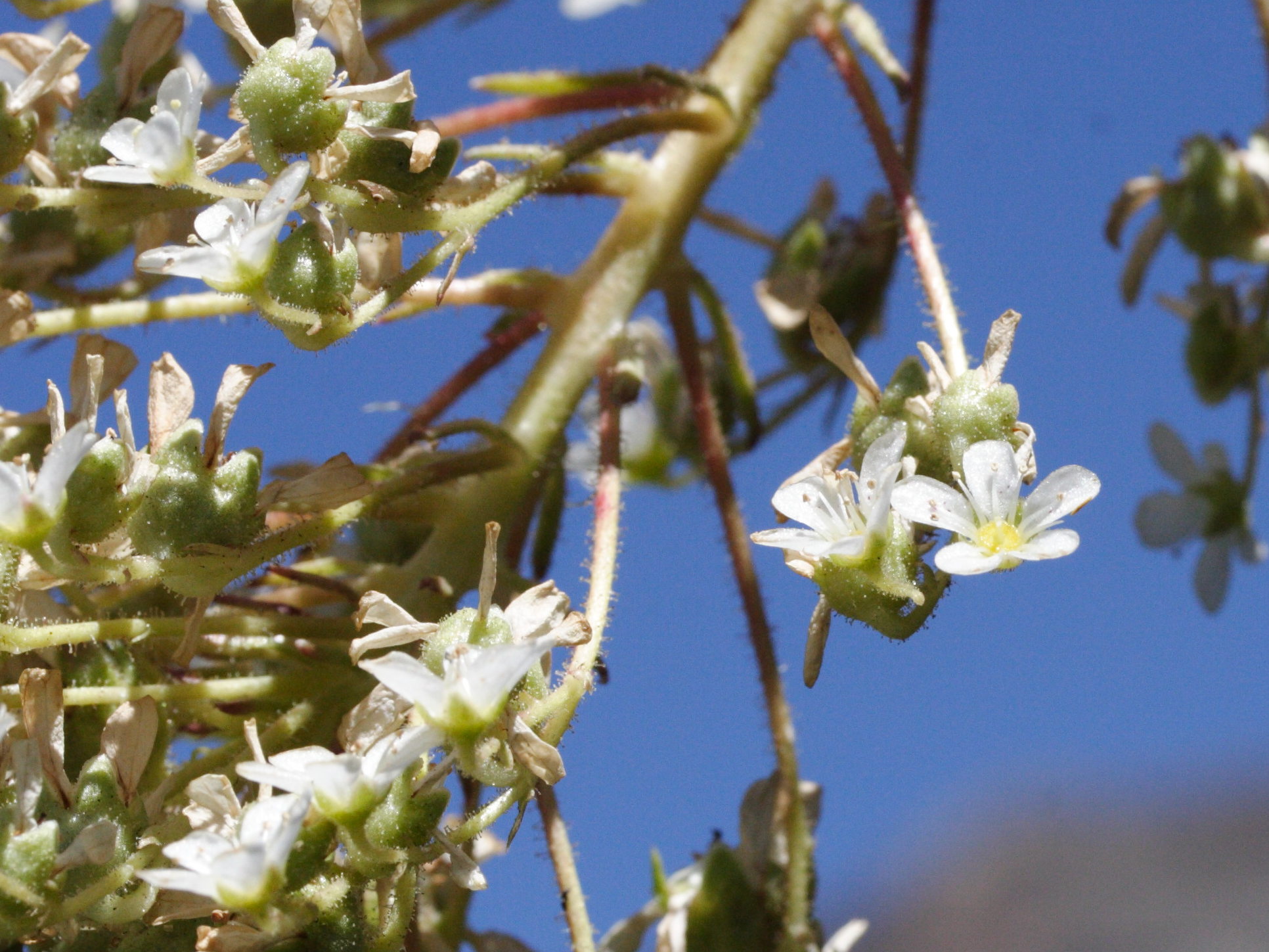 saxifraga_longifolia4md