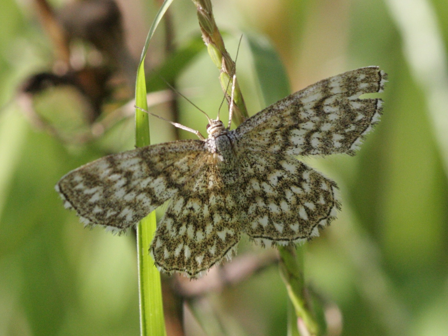 Scopula_tessellaria1BD