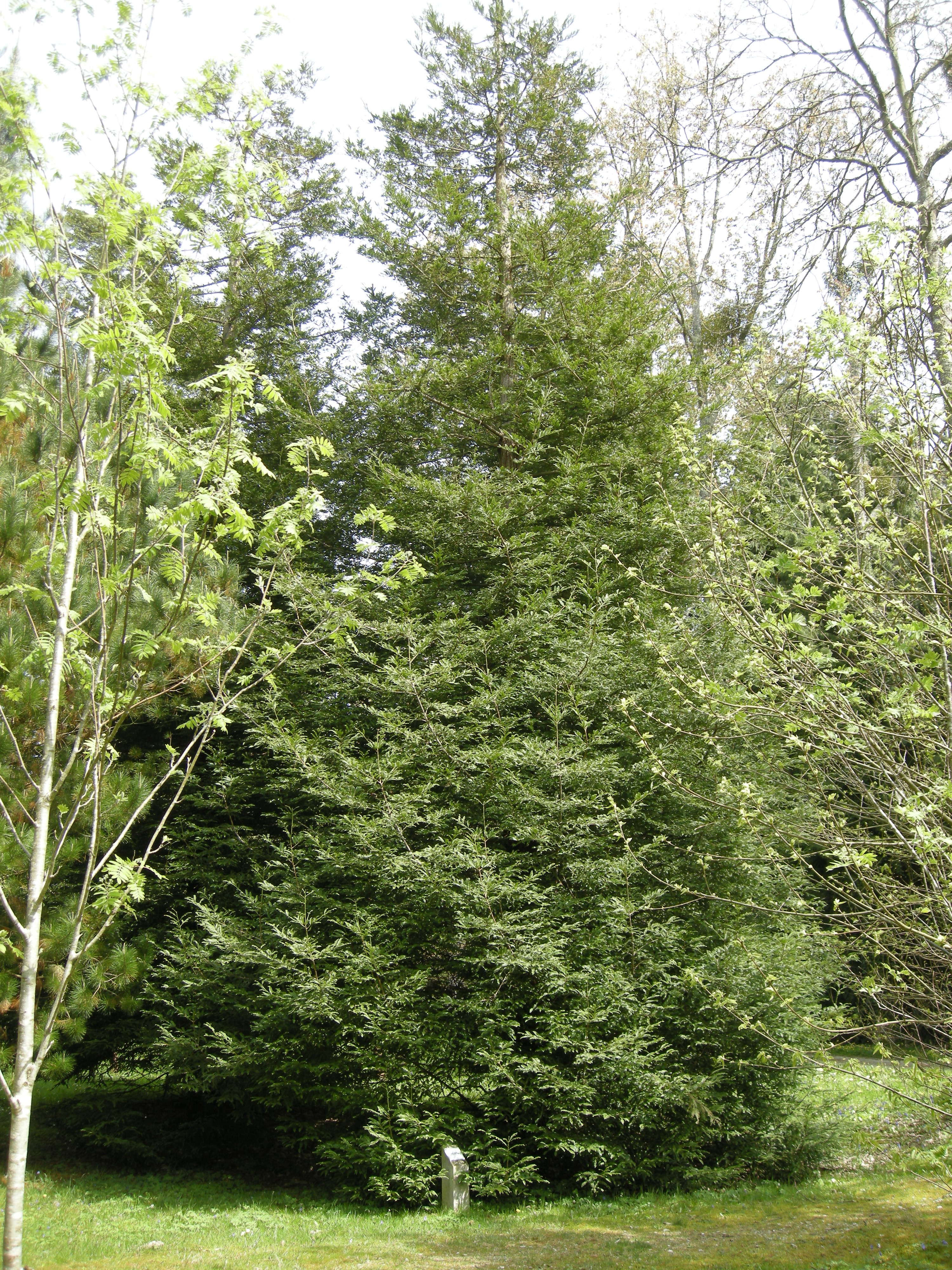 sequoia_sempervirens6md