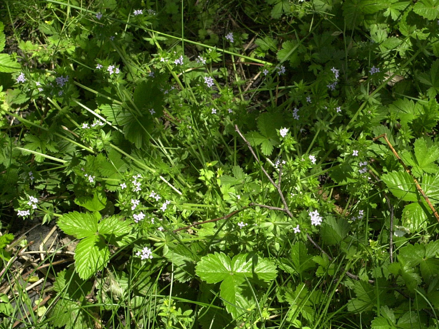 Afficher le média sherardia_arvensis1md sherardia_arvensis1md