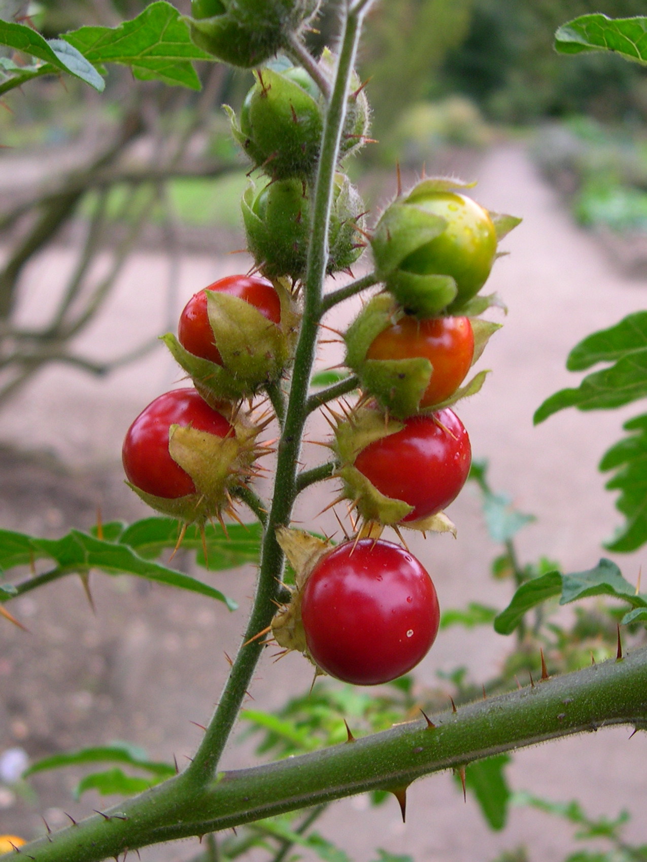 Solanum_sisymbriifolium