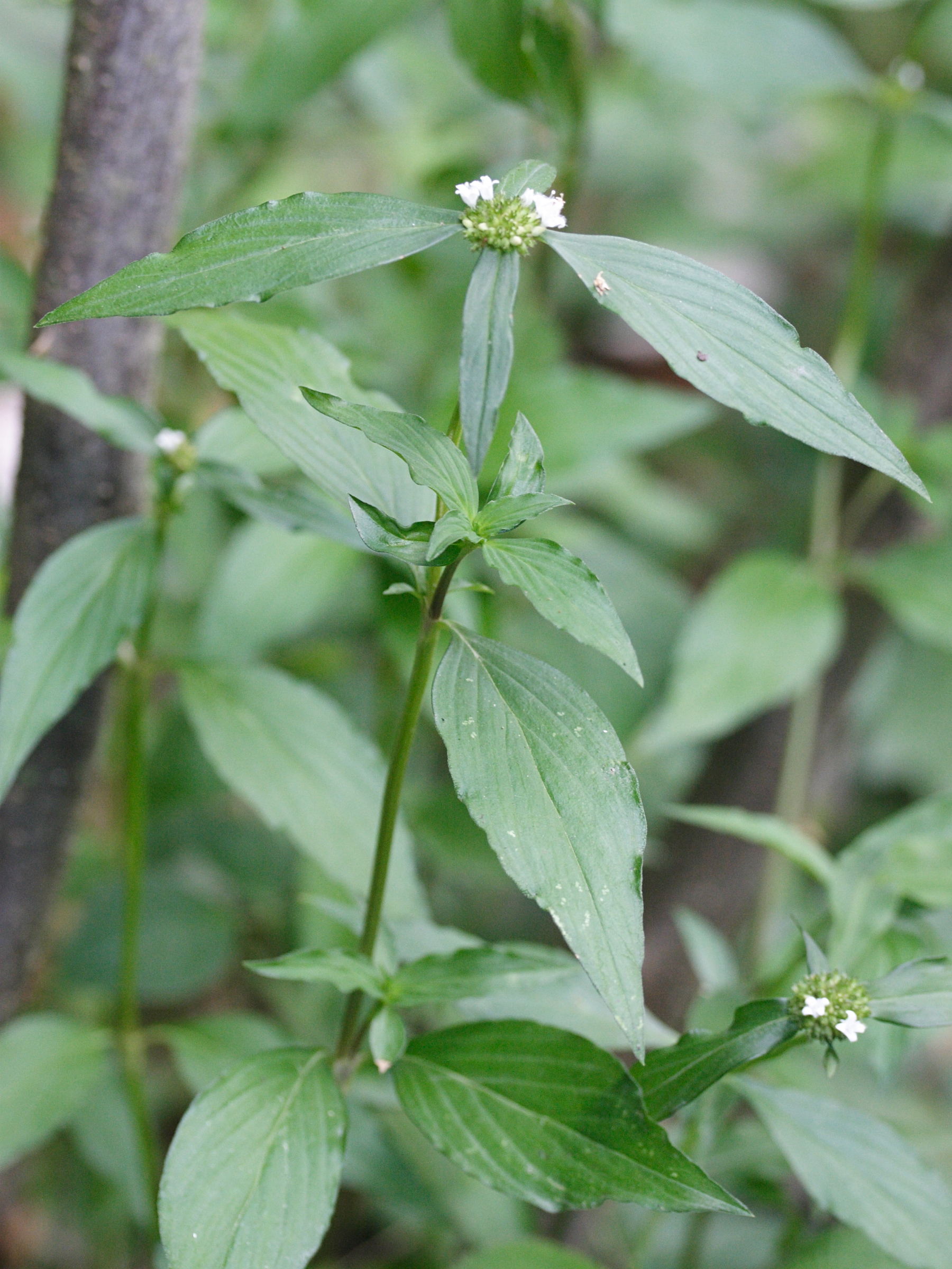 Afficher le média spermacoce_assurgens2md spermacoce_assurgens2md