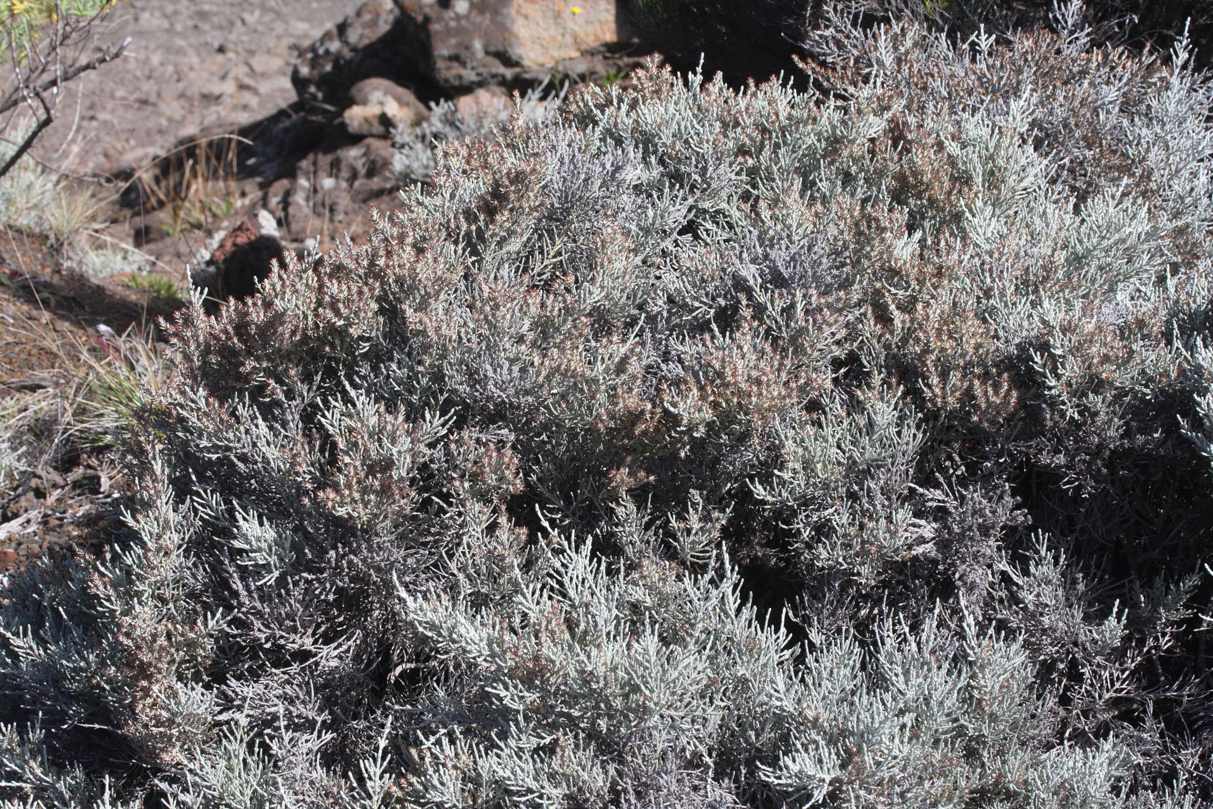 stoebe_passerinoides1md