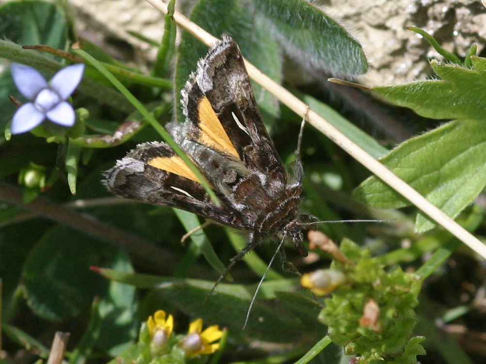 syngrapha_devergens1bd