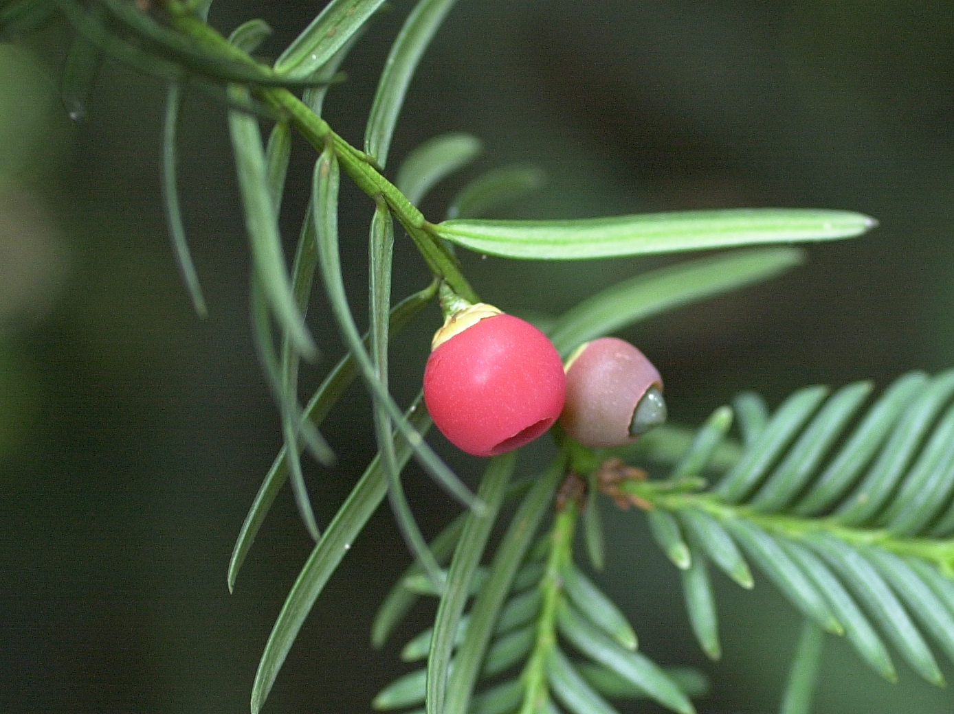 taxus_baccata5md