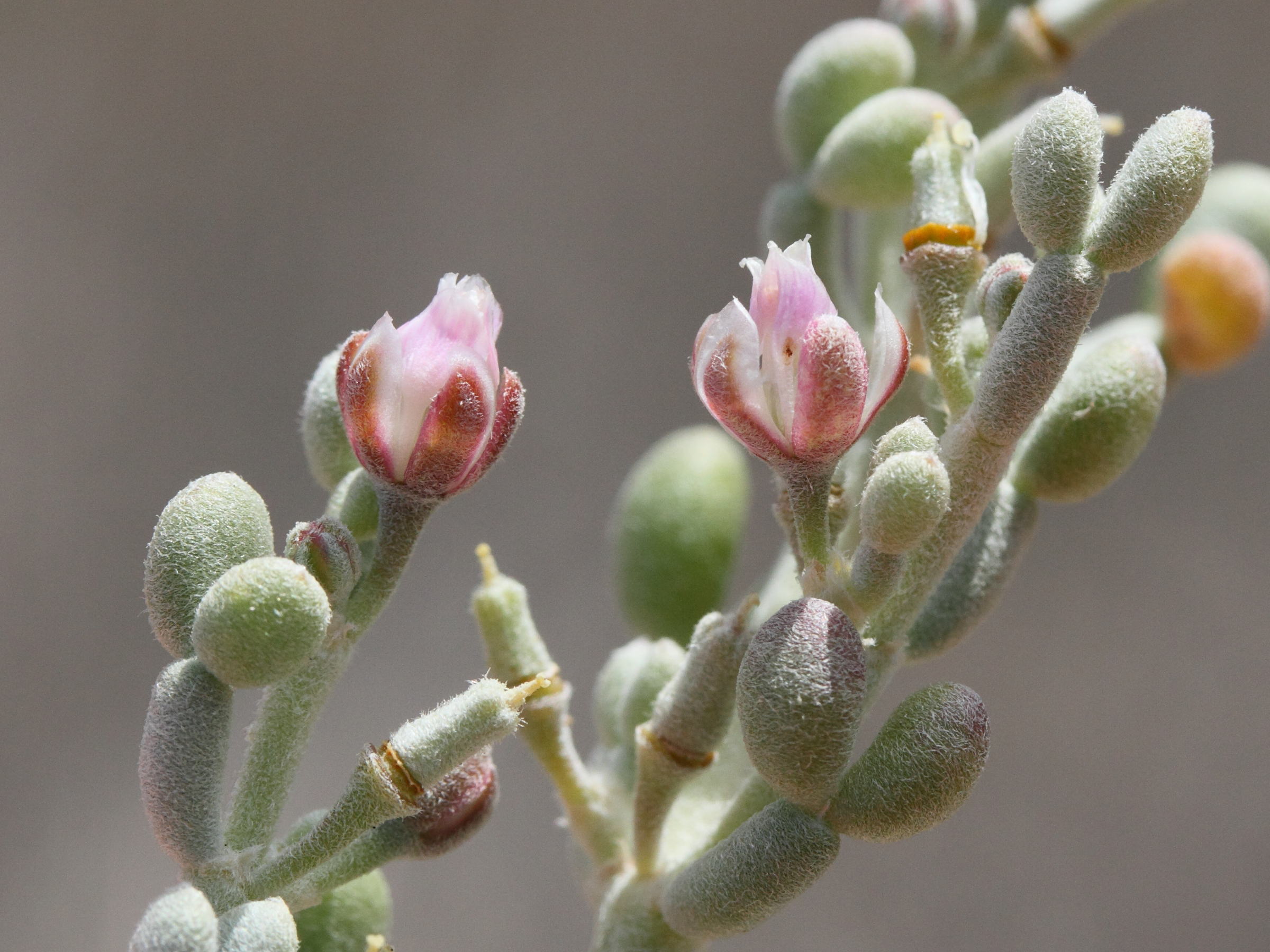 tetraena_fontanesii5md