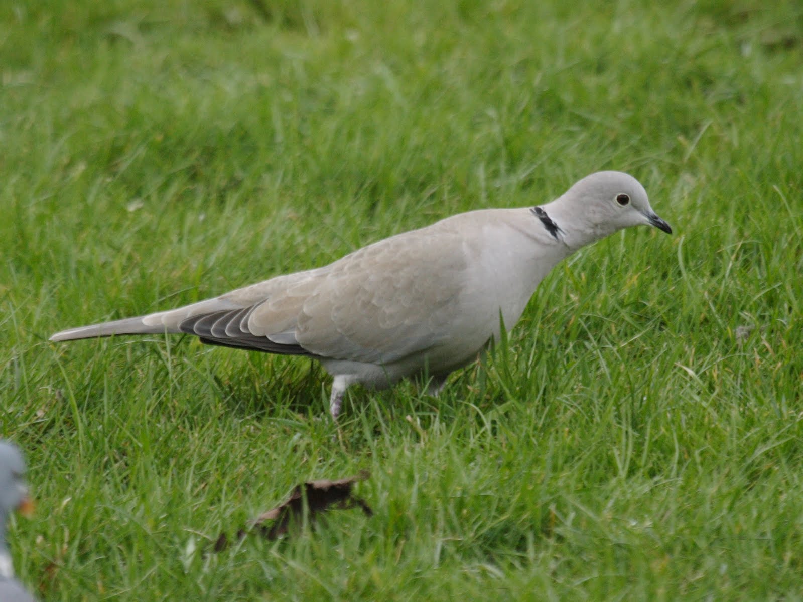 tourterelle_turque_-_streptopelia_decaocto2md