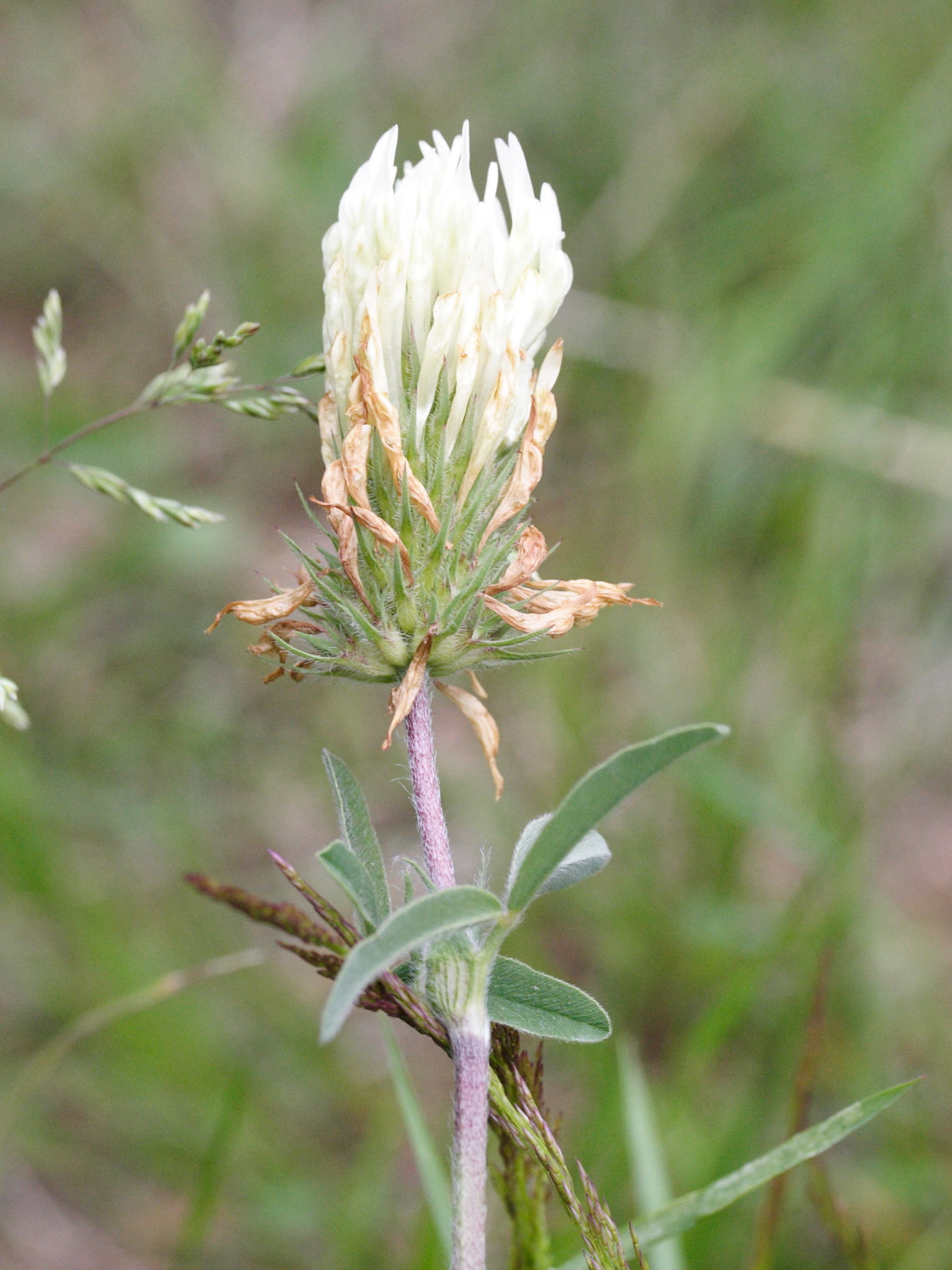 Trifolium_ochroleucon