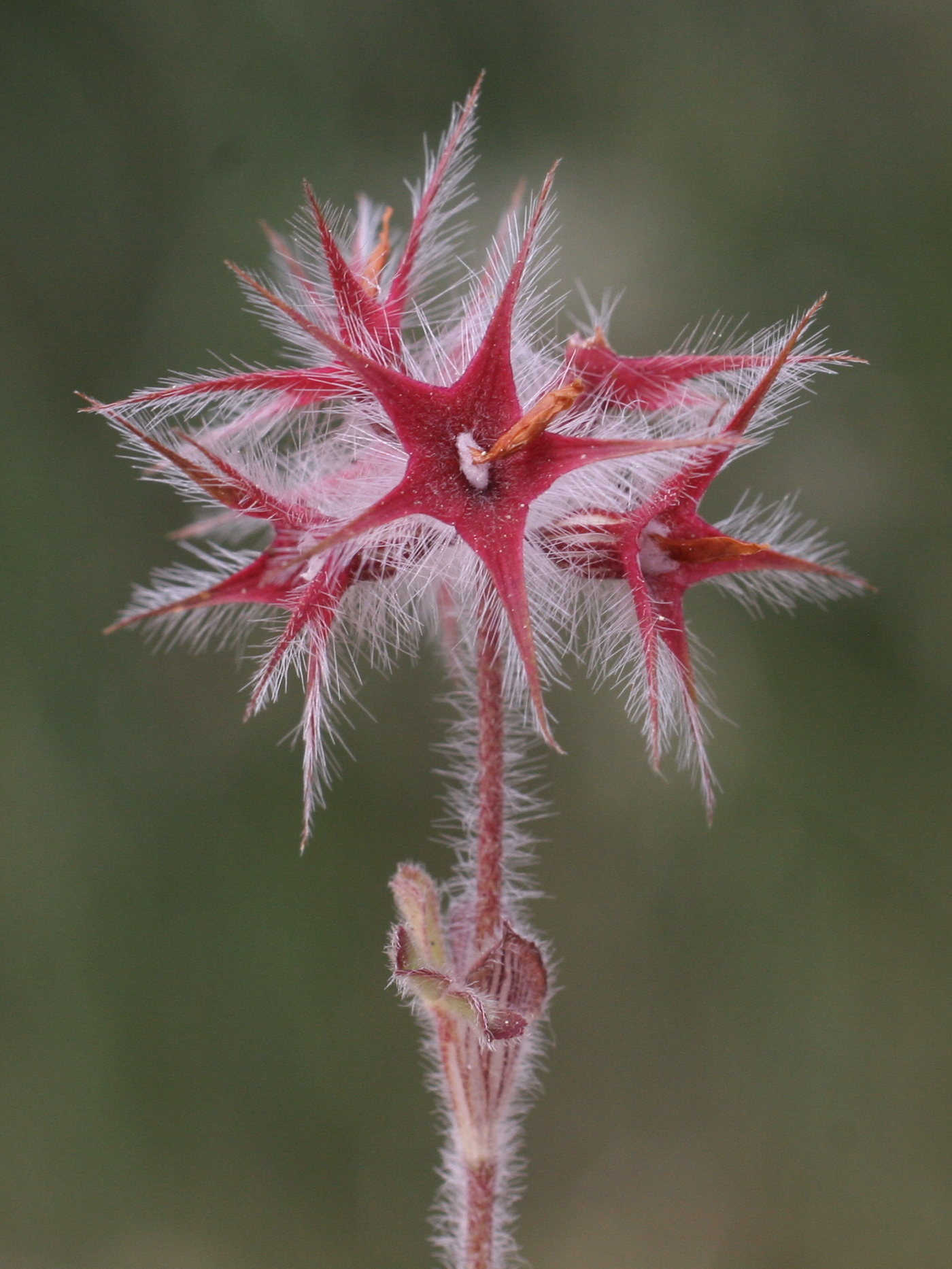 trifolium_stellatum3md