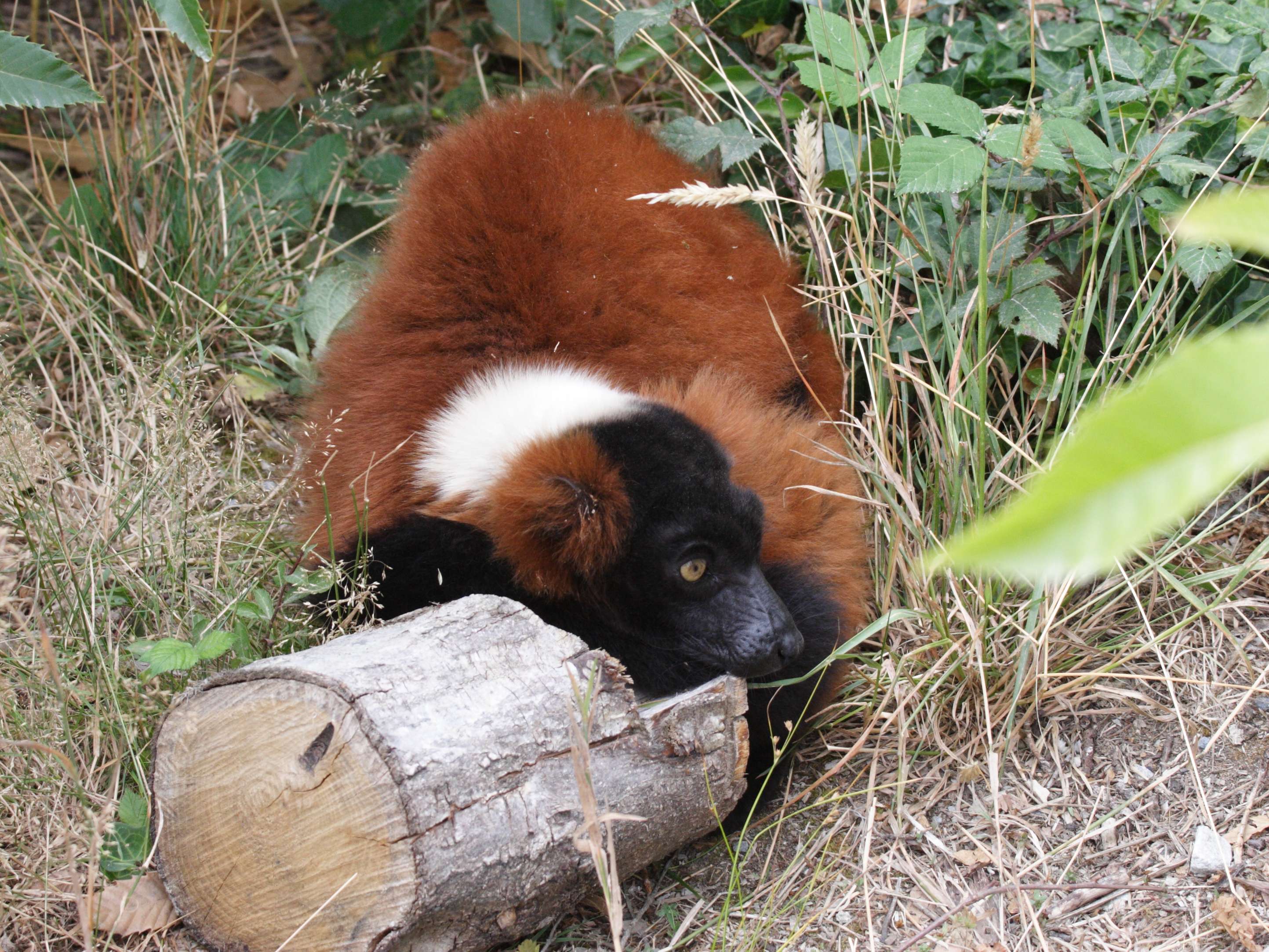 varecia_variegata_rubra3md