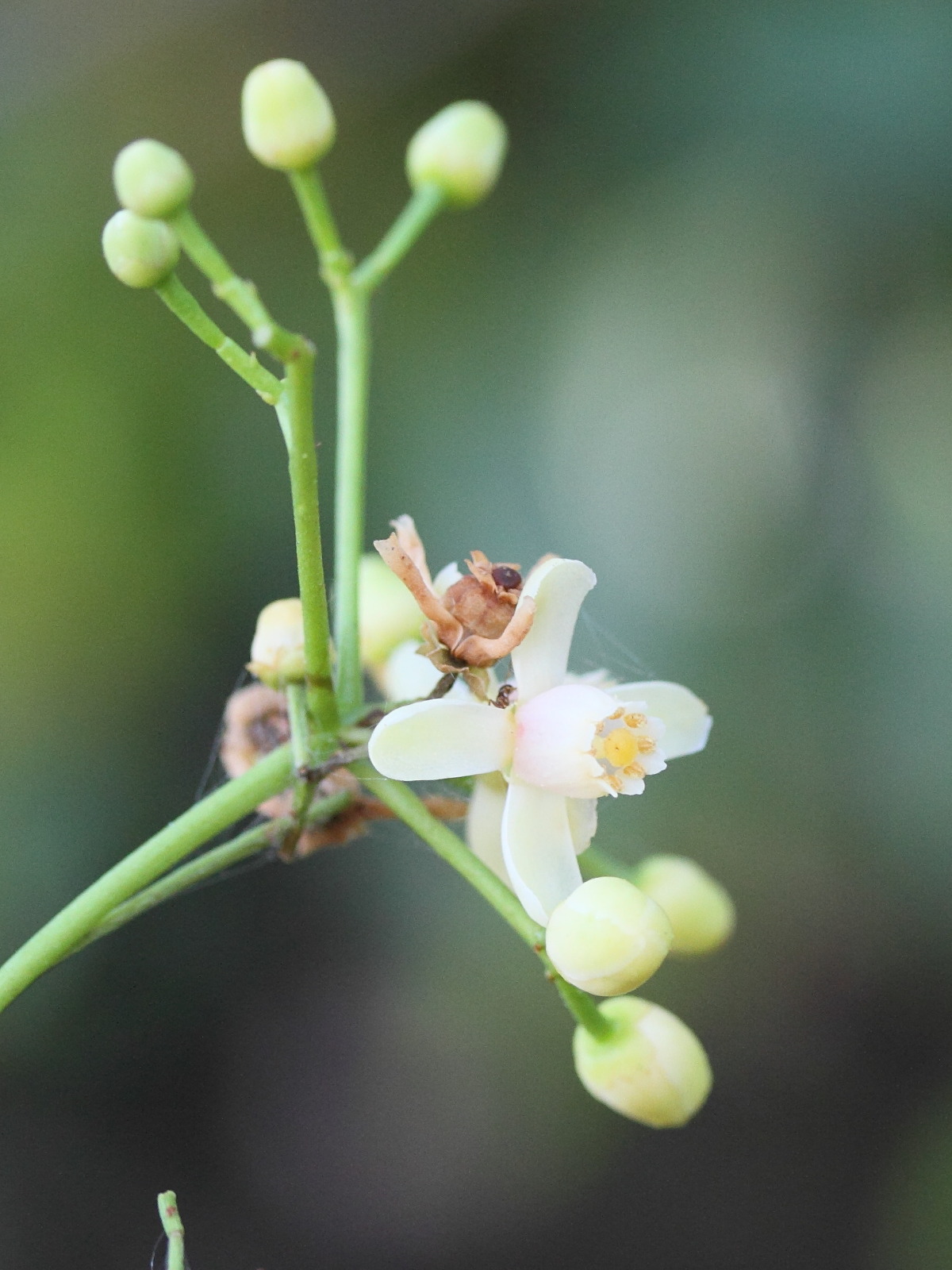 Afficher le média xylocarpus_moluccensis3md xylocarpus_moluccensis3md