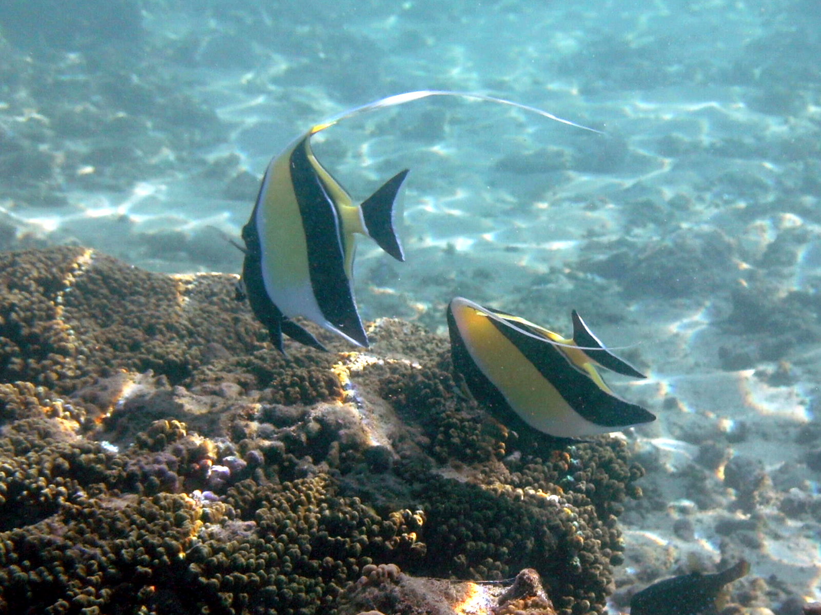 Afficher le média zanclus_cornutus3bd zanclus_cornutus3bd