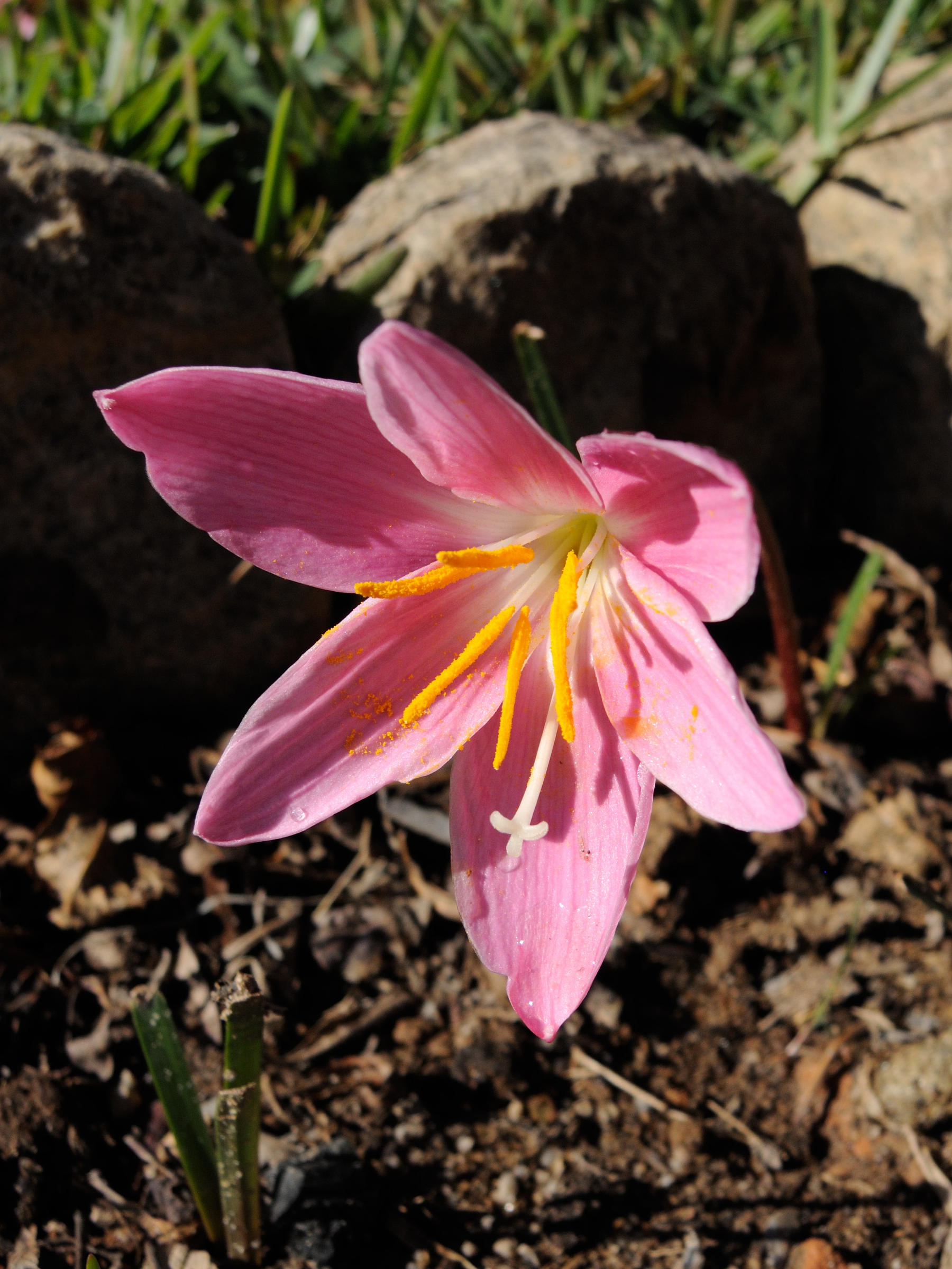 Zephyranthes_sp