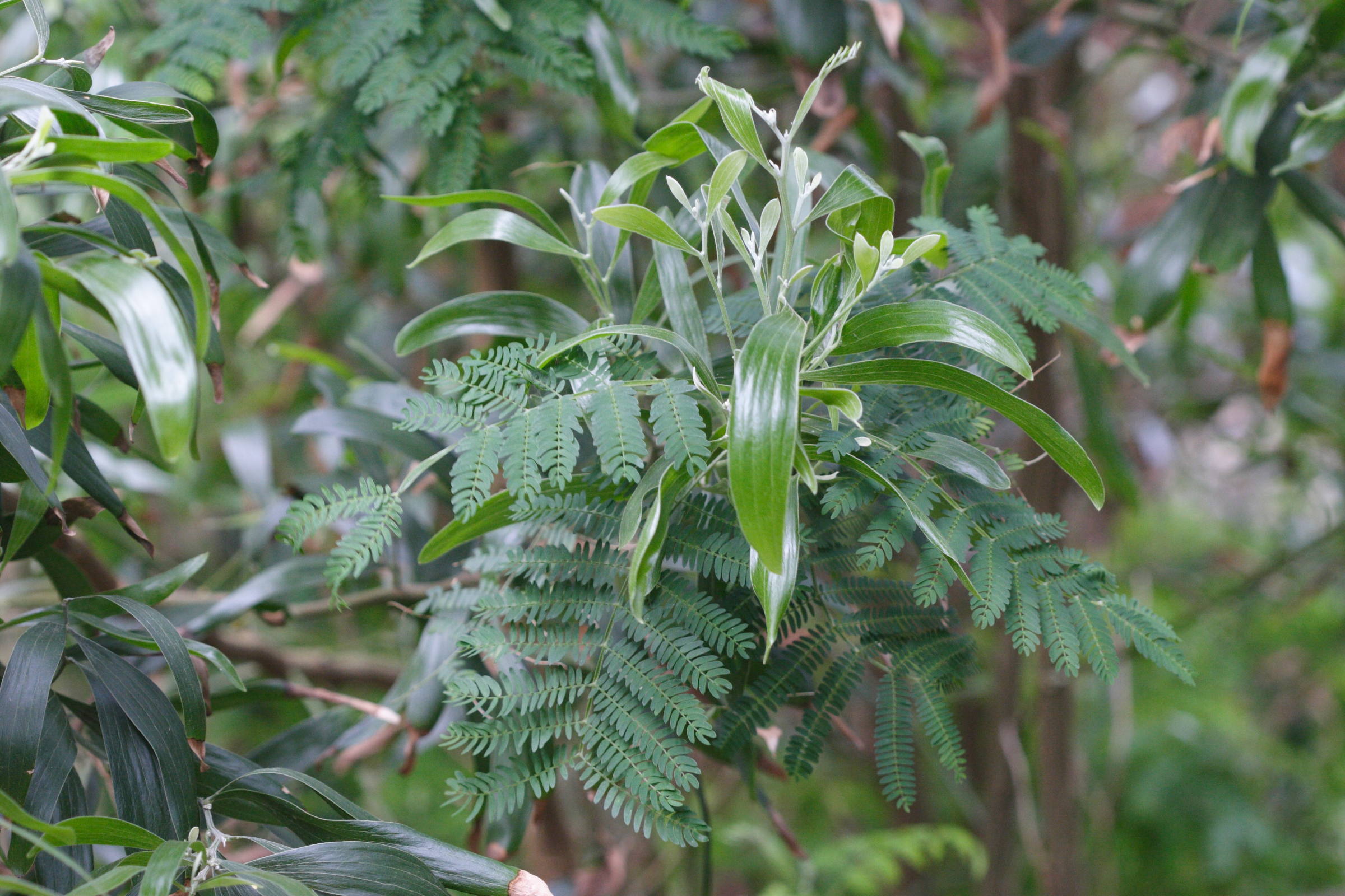 acacia_melanoxylon3md